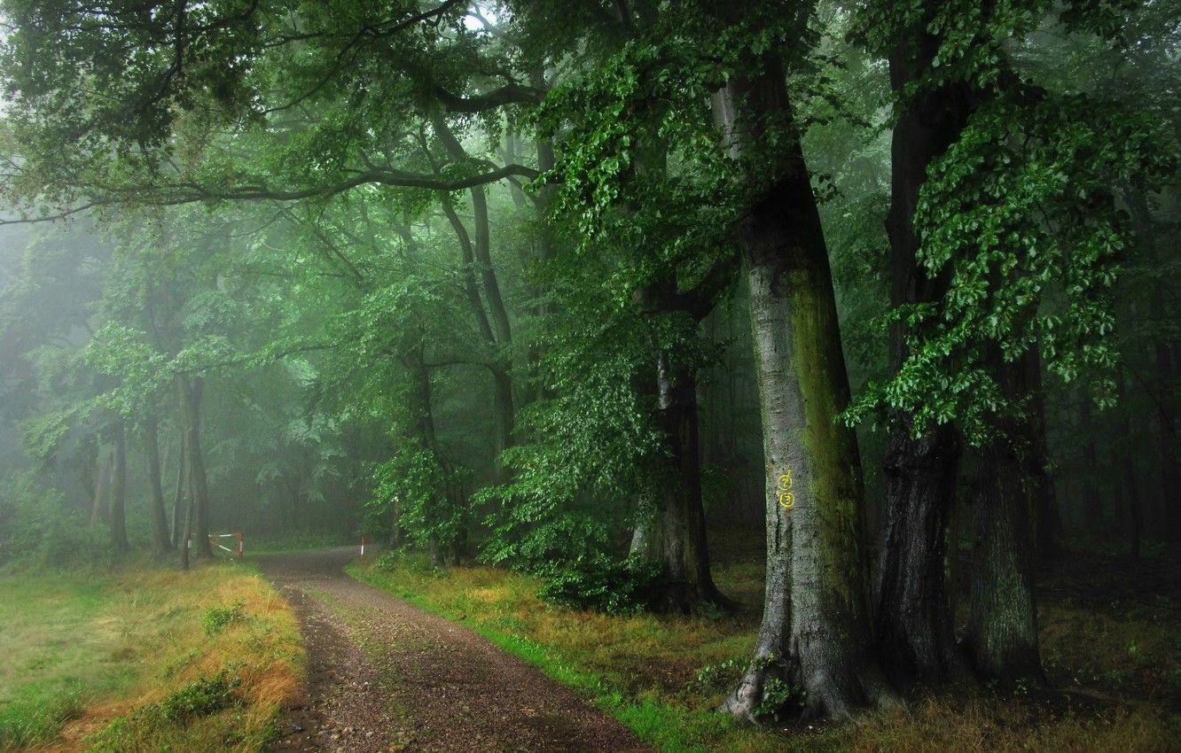 Wallpaper road, forest, summer, fog, rain, Germany, Odenwald image for desktop, section природа