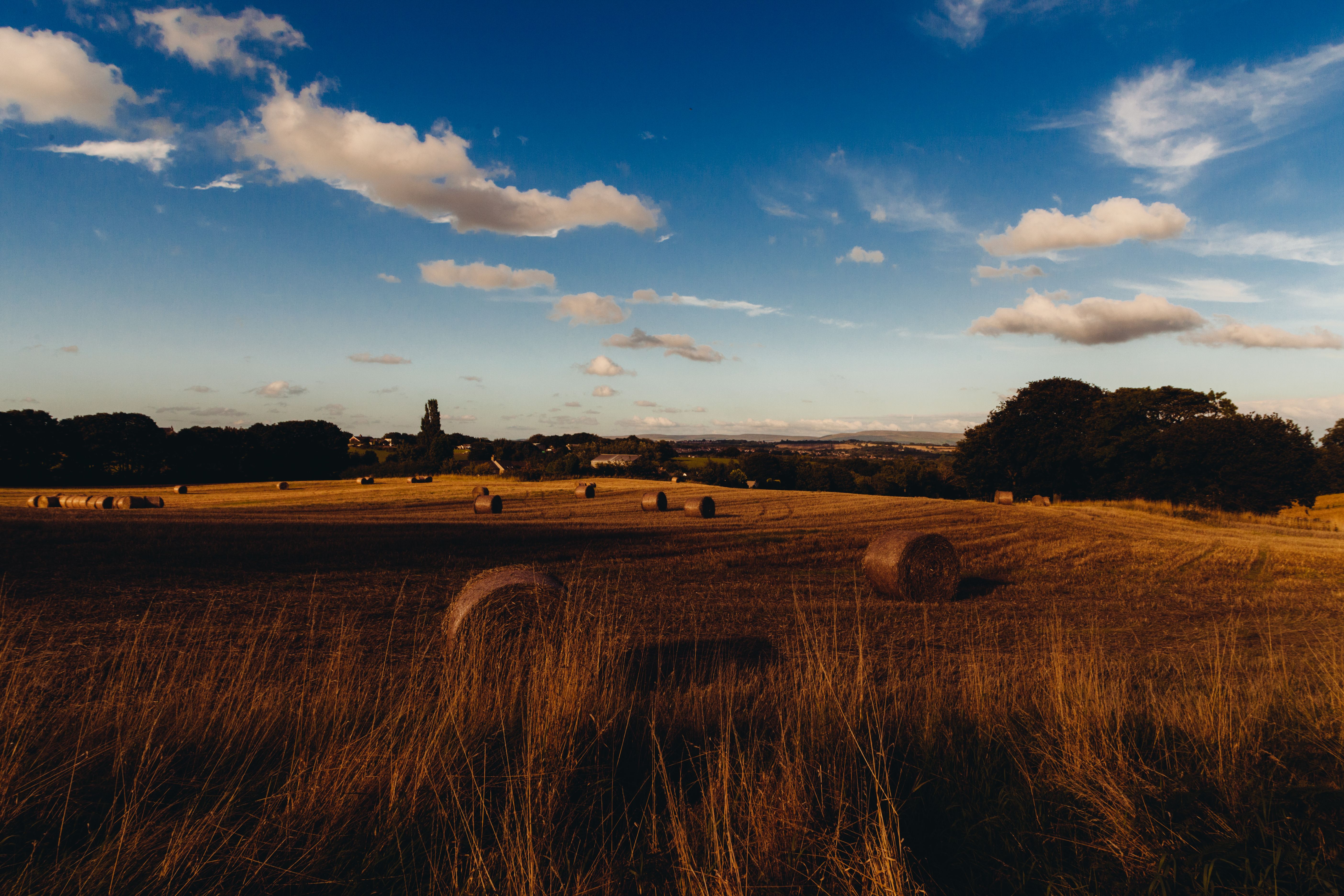 Haystocks · Free