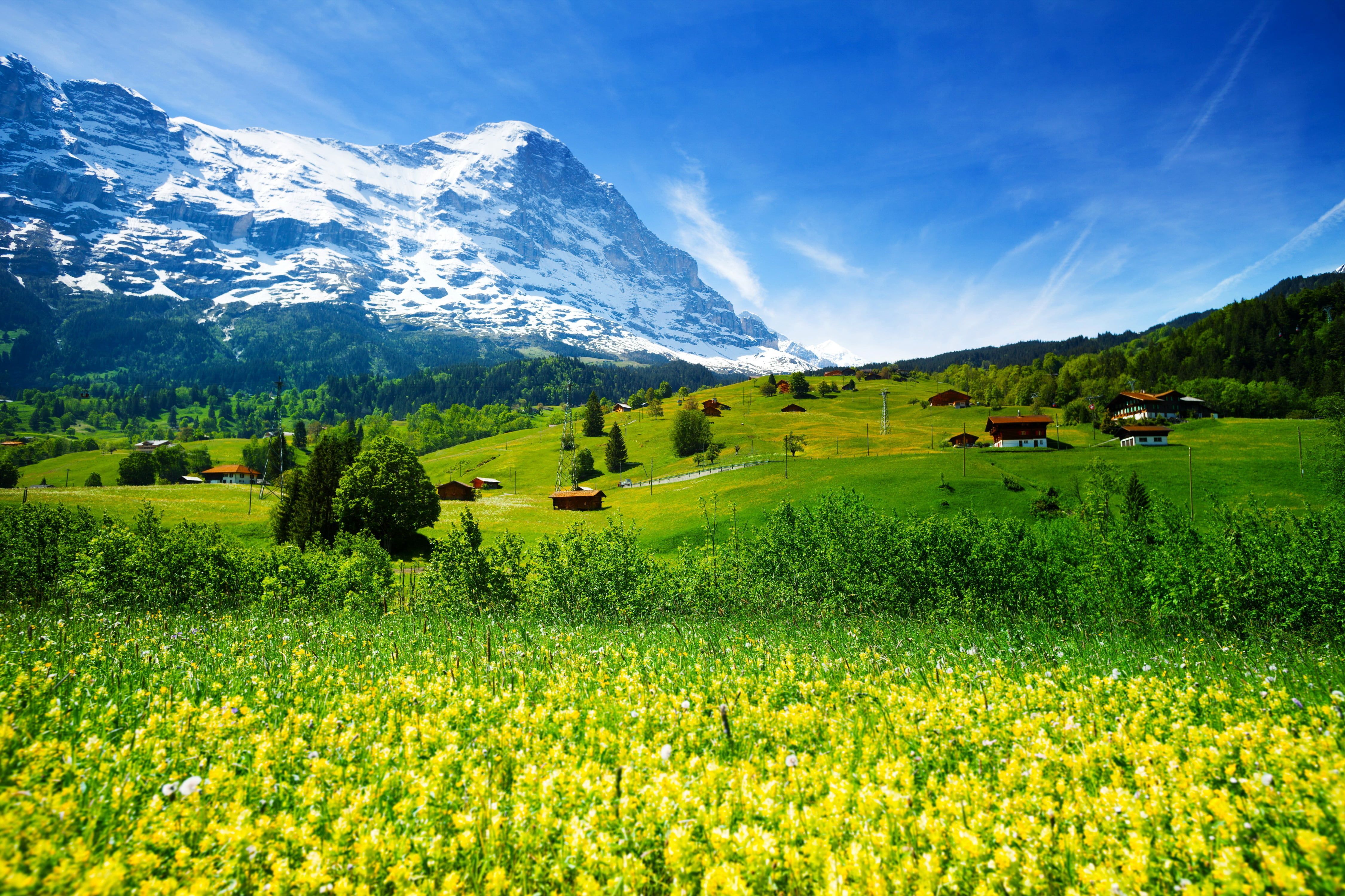nature photography of yellow flower field and glacier mountain under blue sky #greens #forest #grass #flowers #mountains #f. Landscape, Nature photography, Nature