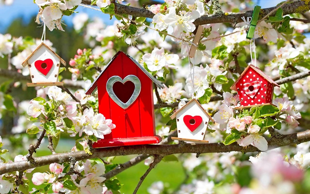 Desktop Wallpaper Heart Malus Nest box flower Branches Flowering