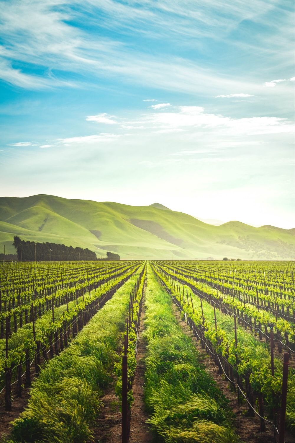 Agriculture Picture. Download Free Image