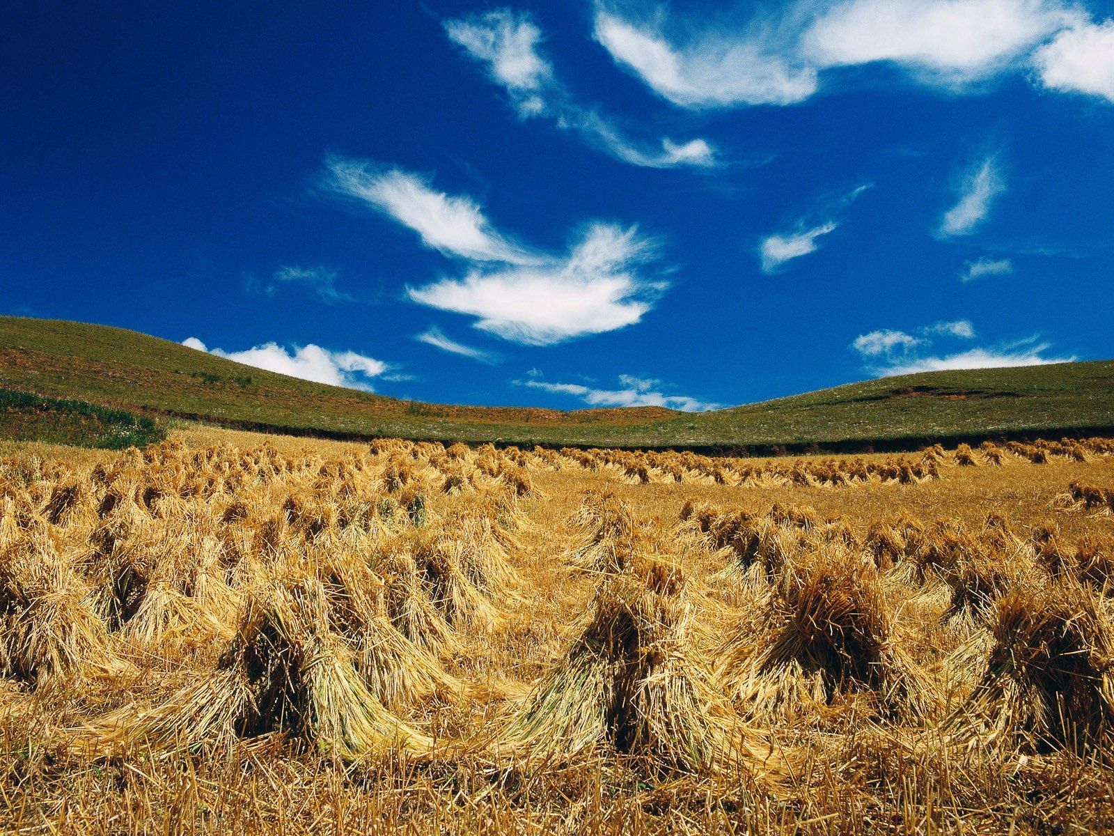 Download wallpaper 1600x1200 hay, sheaves, summer, agriculture HD background