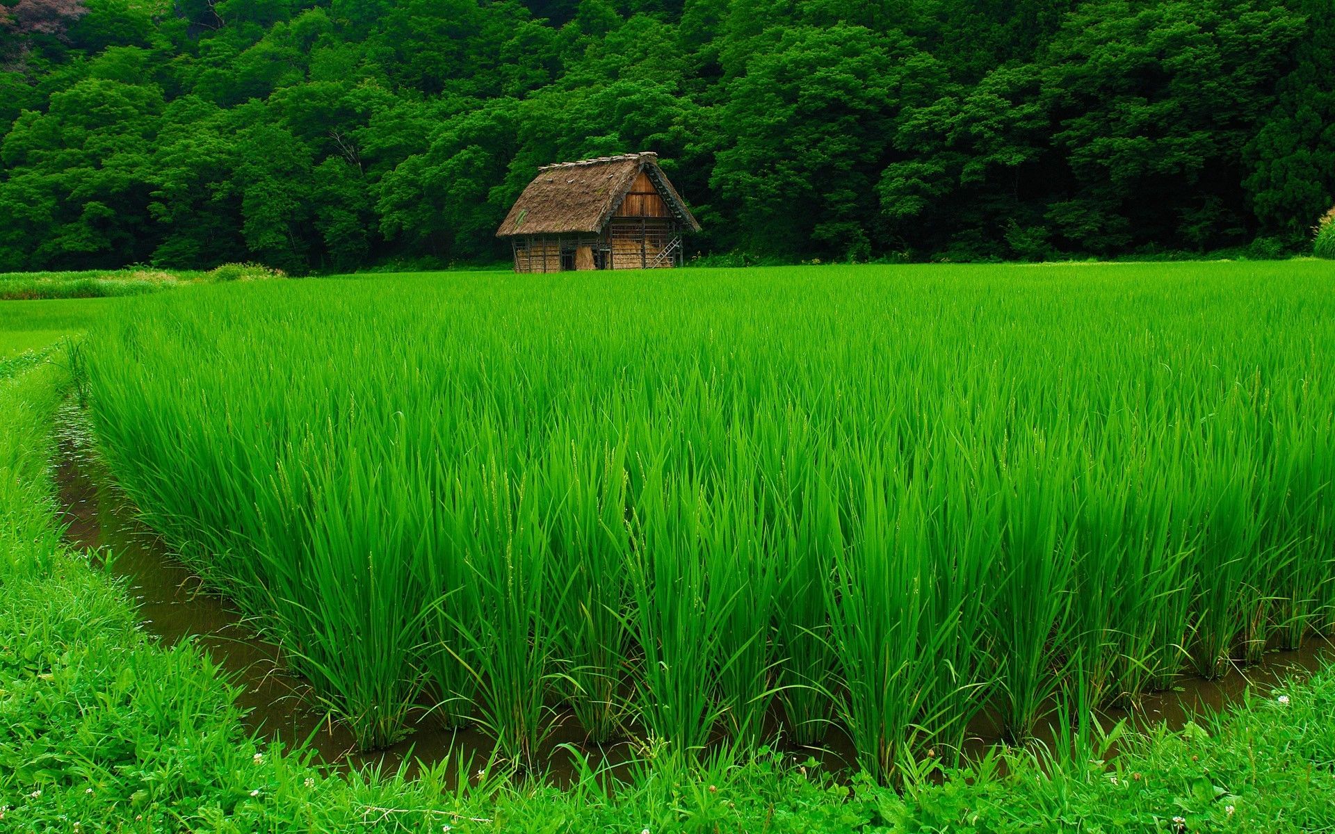 Wallpaper, green, summer, beautiful, flower, grassland, plant, pasture, agriculture, meadow, plantation, lawn, prairie, crop, soil, rural area, geographical feature, shrub, grass family, paddy field 1920x1200