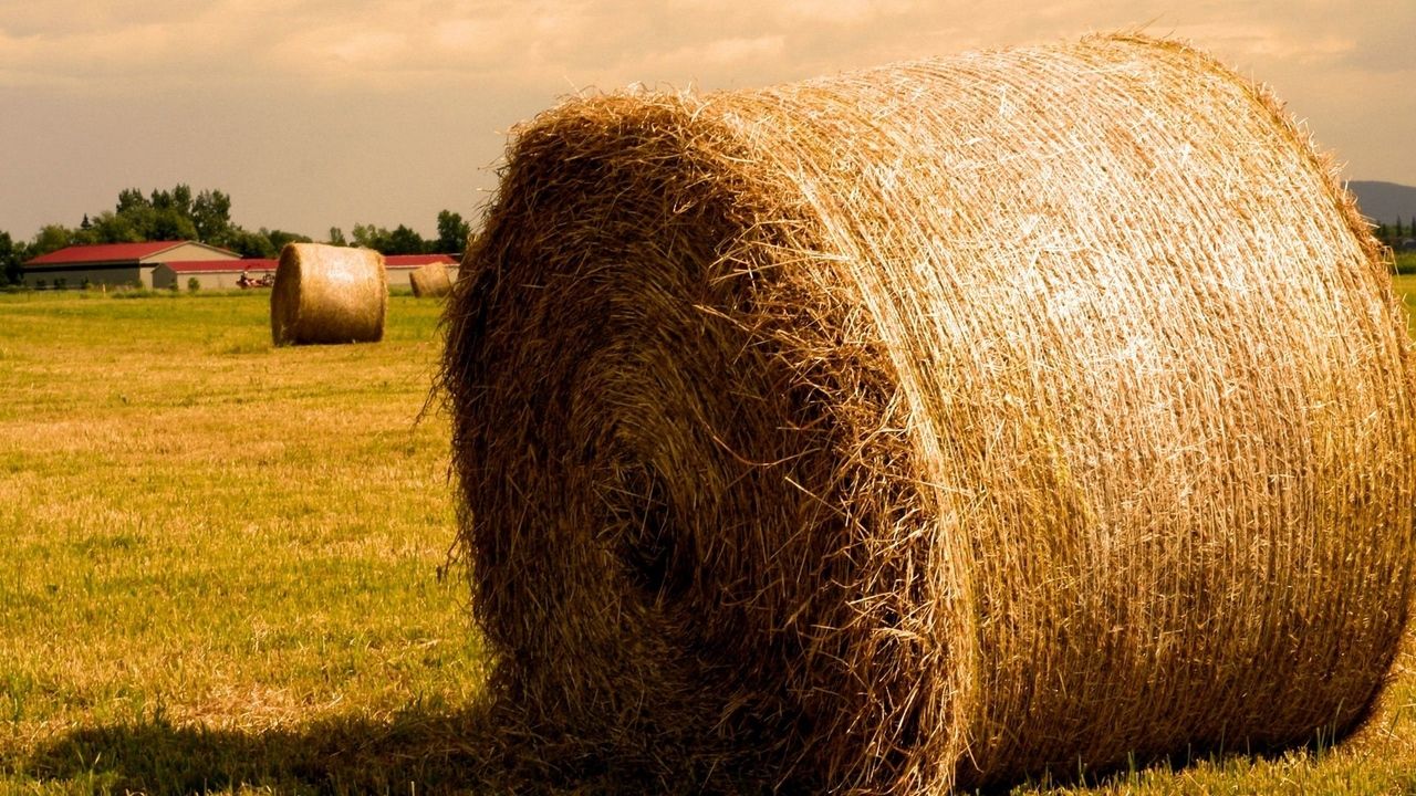 hay agriculture bales gold summer HD Wallpaper. Find HD Wallpaper