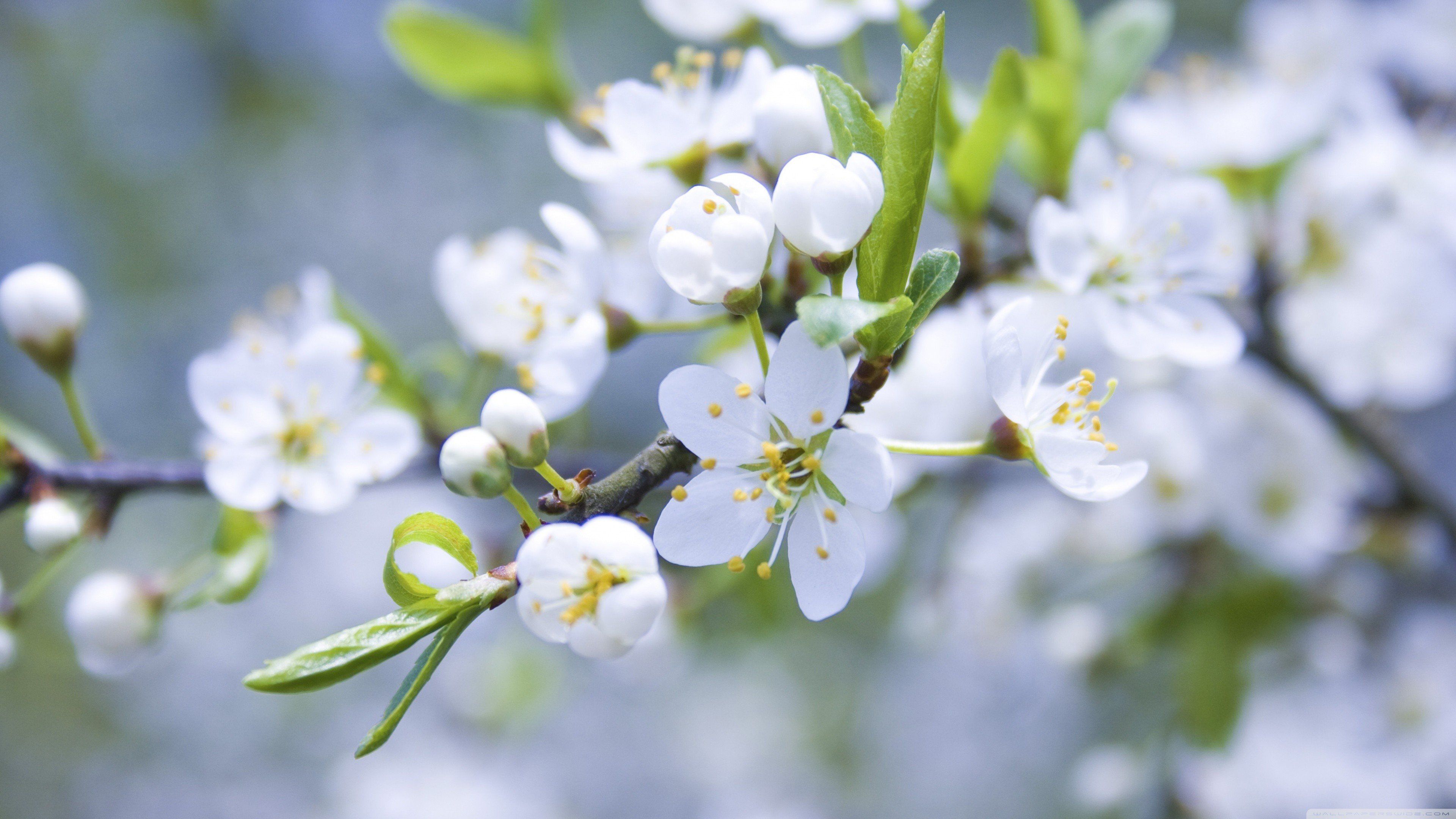 white, Flowers, Spring, Blossoms, Macro Wallpaper HD / Desktop and Mobile Background
