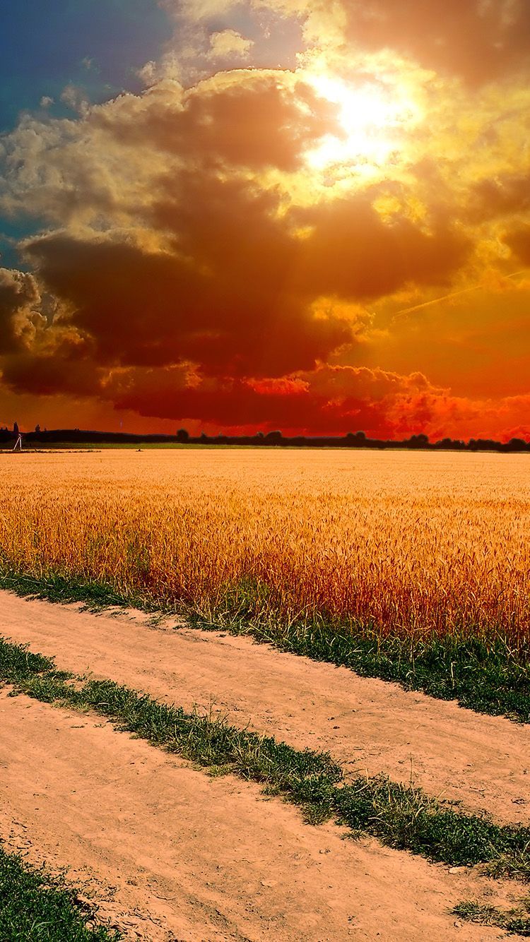 Hot Sunny Day Nature Farm. Wallpaper Iphone Summer, IPhone Wallpaper, Nature Photography
