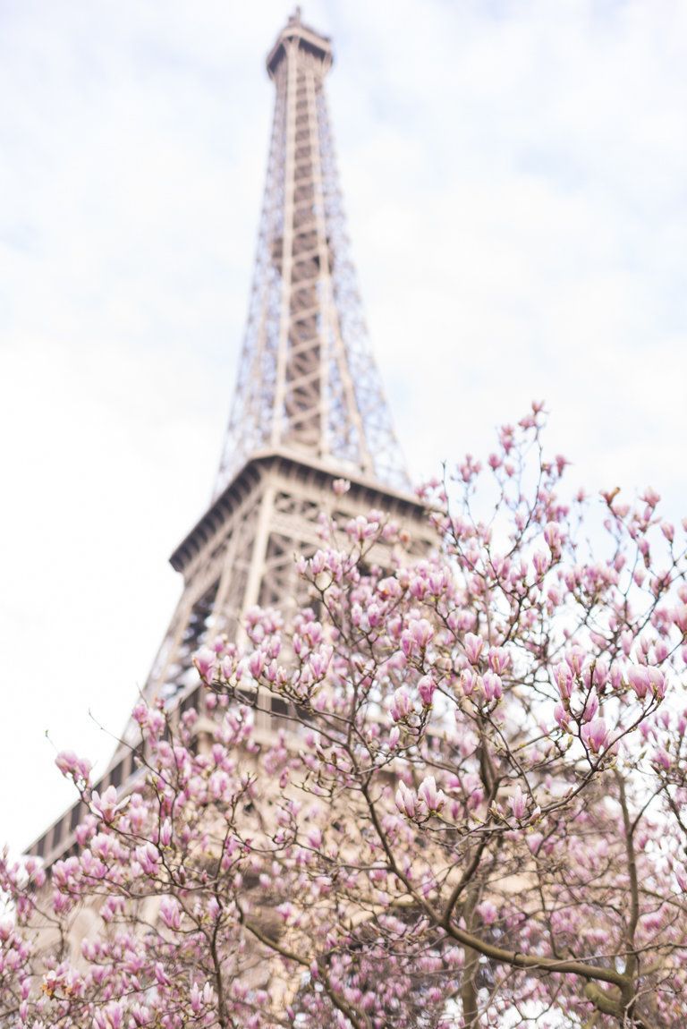 Paris Photography Magnolias at the Eiffel Tower Spring in. Etsy. Paris photography, Paris background, Eiffel tower