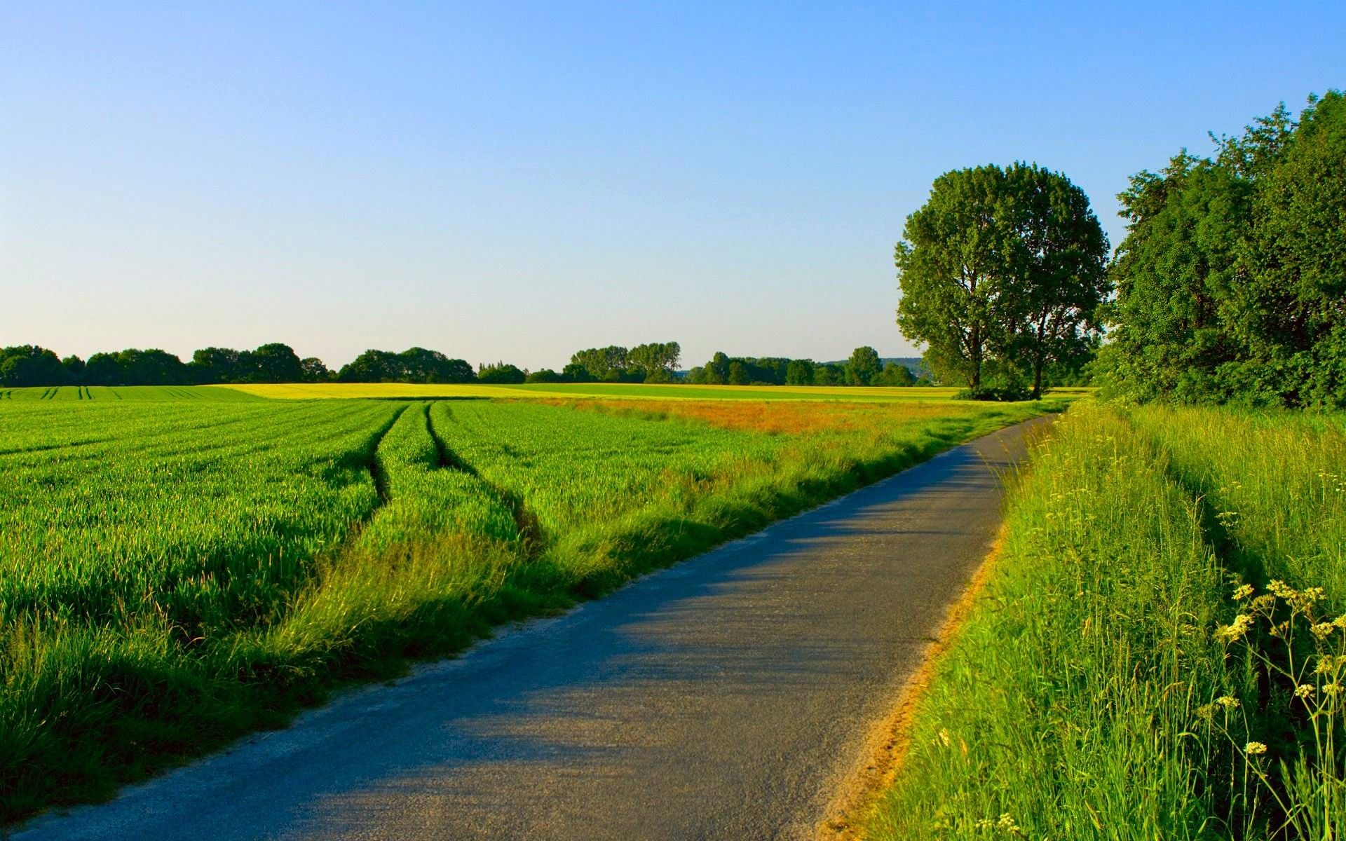 Summer Landscape Nature 5