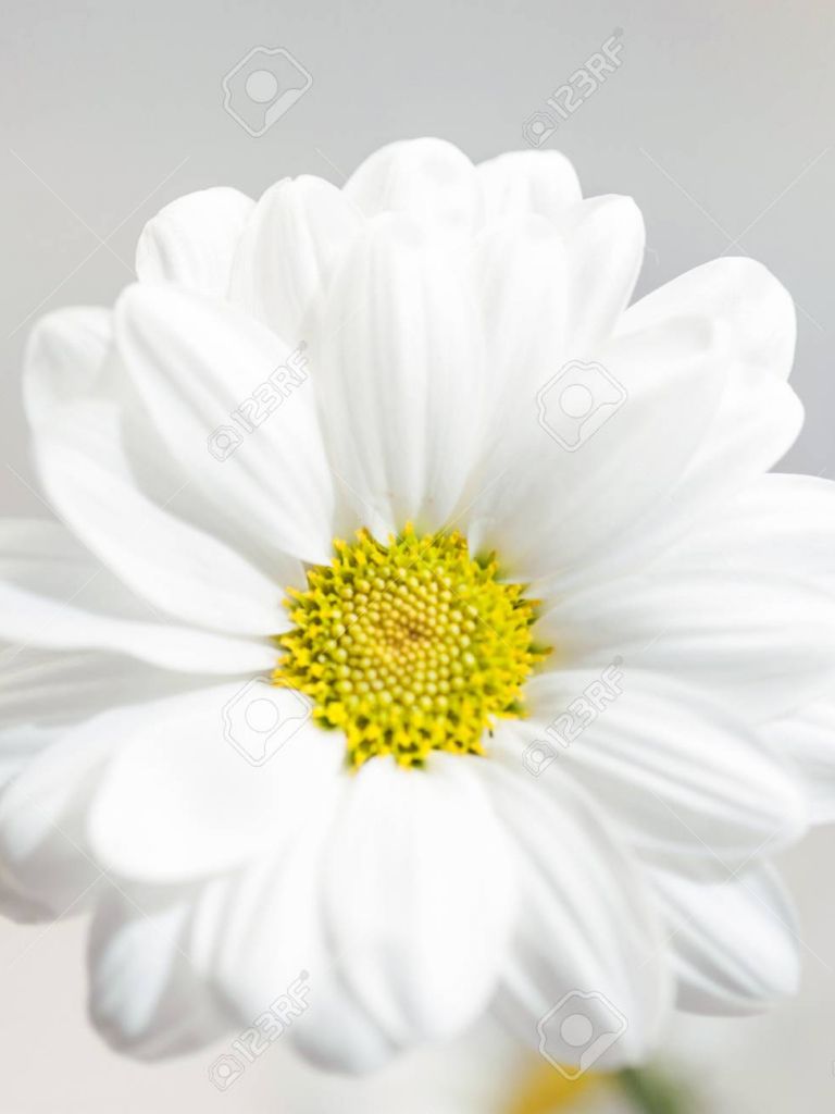 Free download Spring Flowers Wallpaper White Gerbera Flower Or Daisy Flower [1300x1300] for your Desktop, Mobile & Tablet. Explore Spring Flower Wallpaper. Spring Picture For Wallpaper, Free Spring Wallpaper