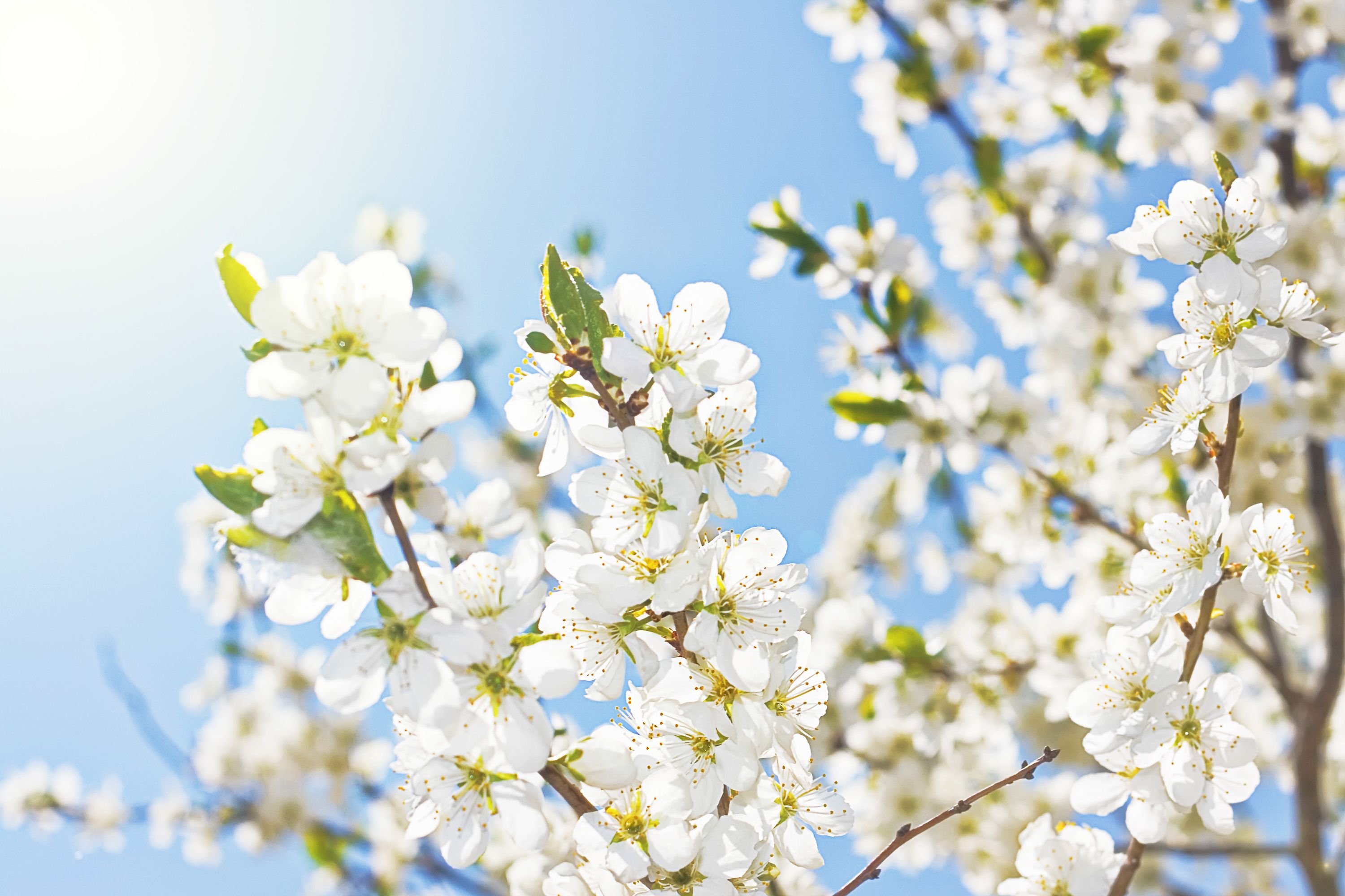 Free photo: White Spring Flowers, Shine, Natural
