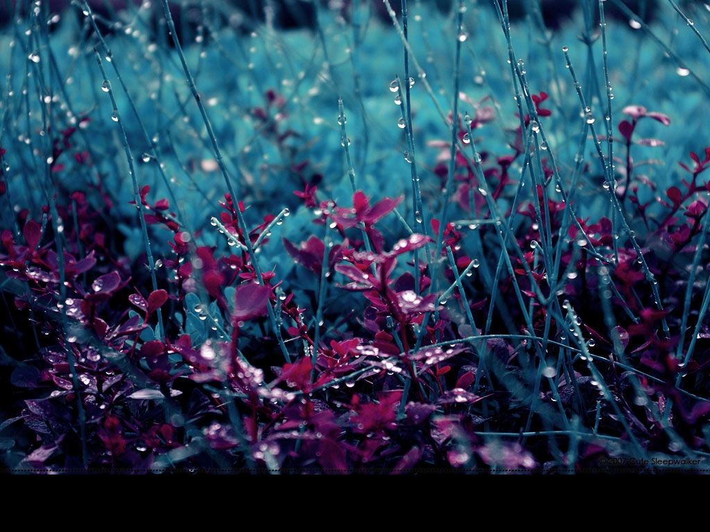 Nature Rain Spring Desktop Wallpaper HD