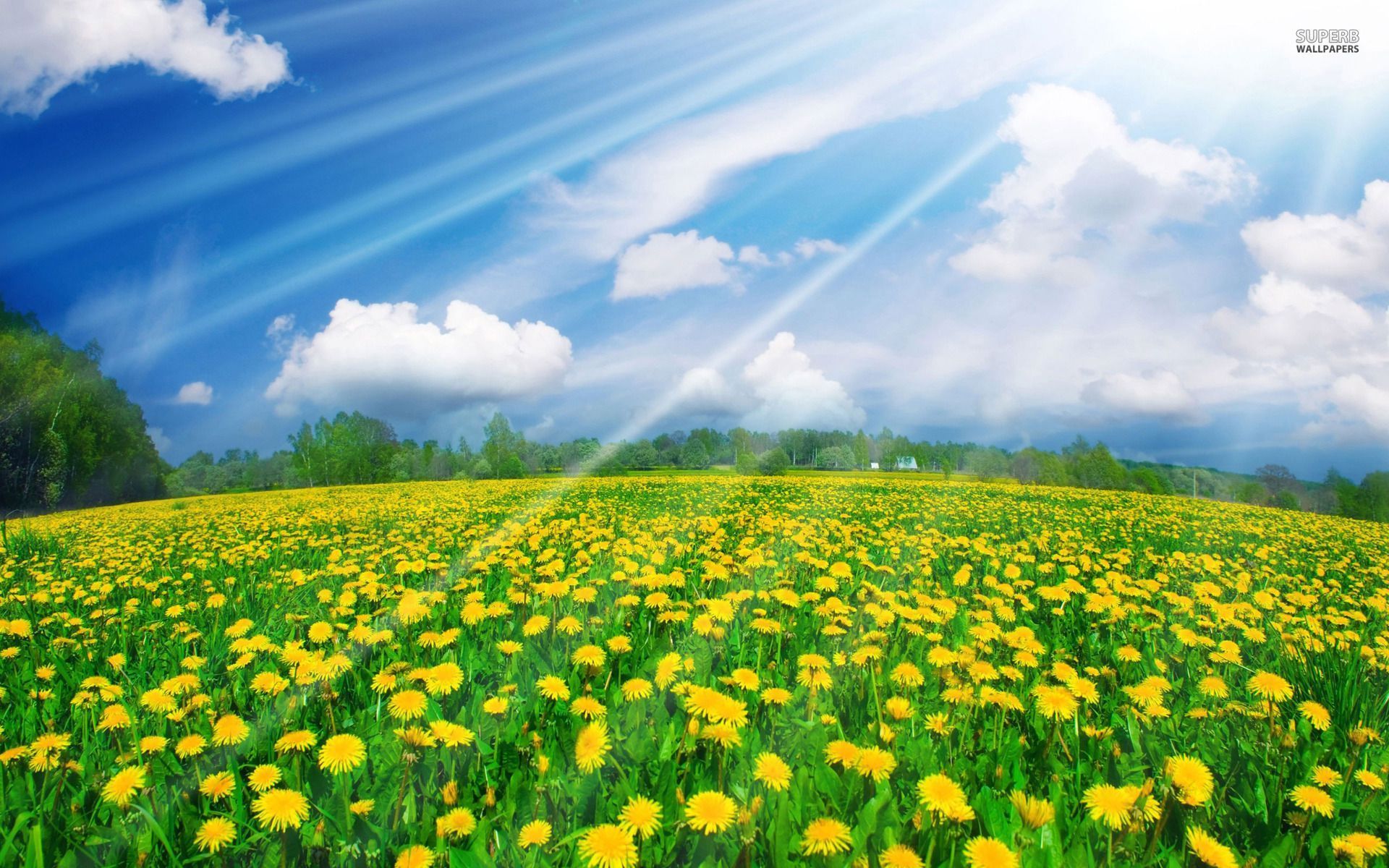 Spring Sunshine Wallpaper Free Spring Sunshine Background
