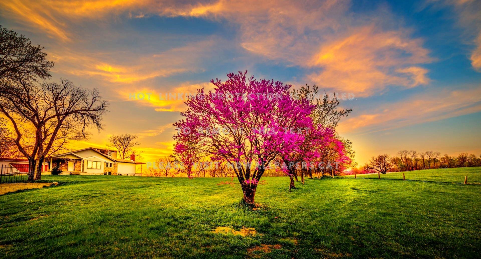 Spring Trees Sunsets Wallpapers - Wallpaper Cave