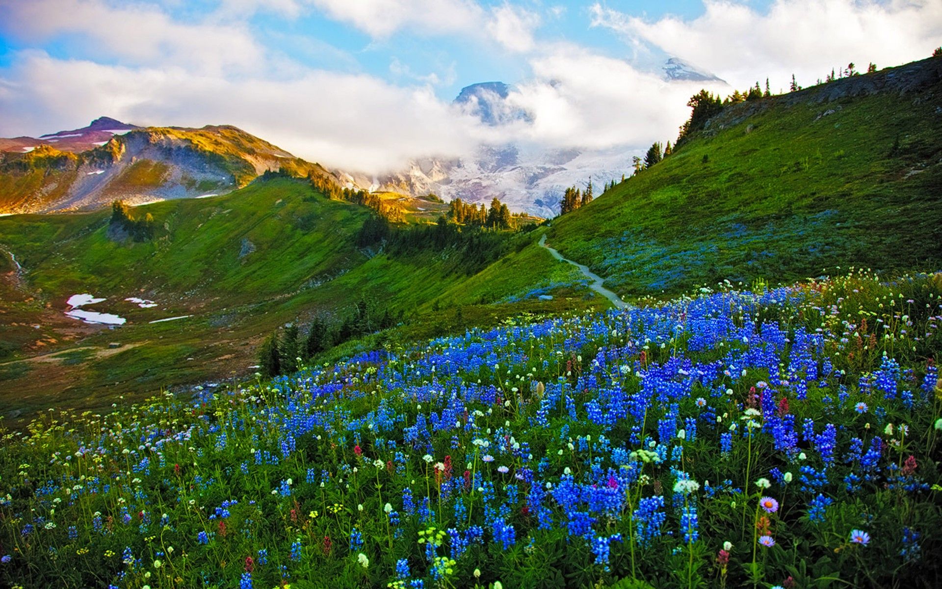 Blue Flower Cloud Earth Flower Grass Landscape Mountain Spring Wallpaper:1920x1200