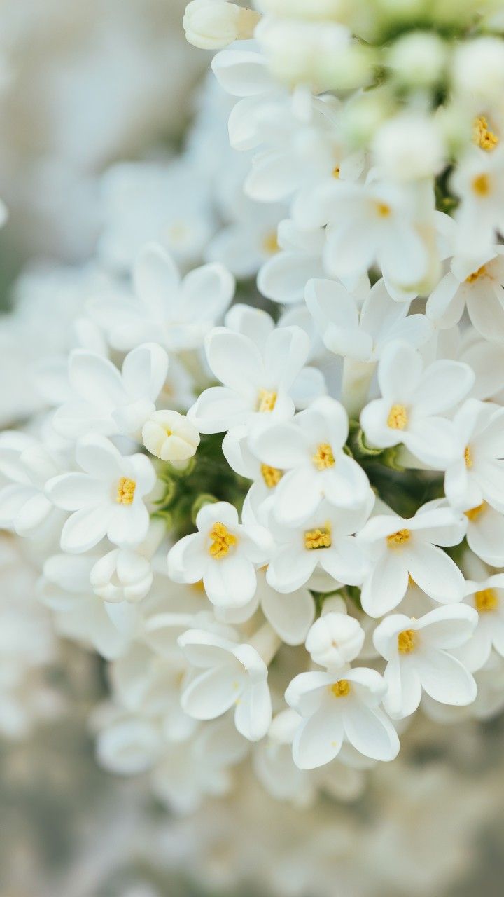 Wallpaper White Flower, spring, 4K, 7K, Nature