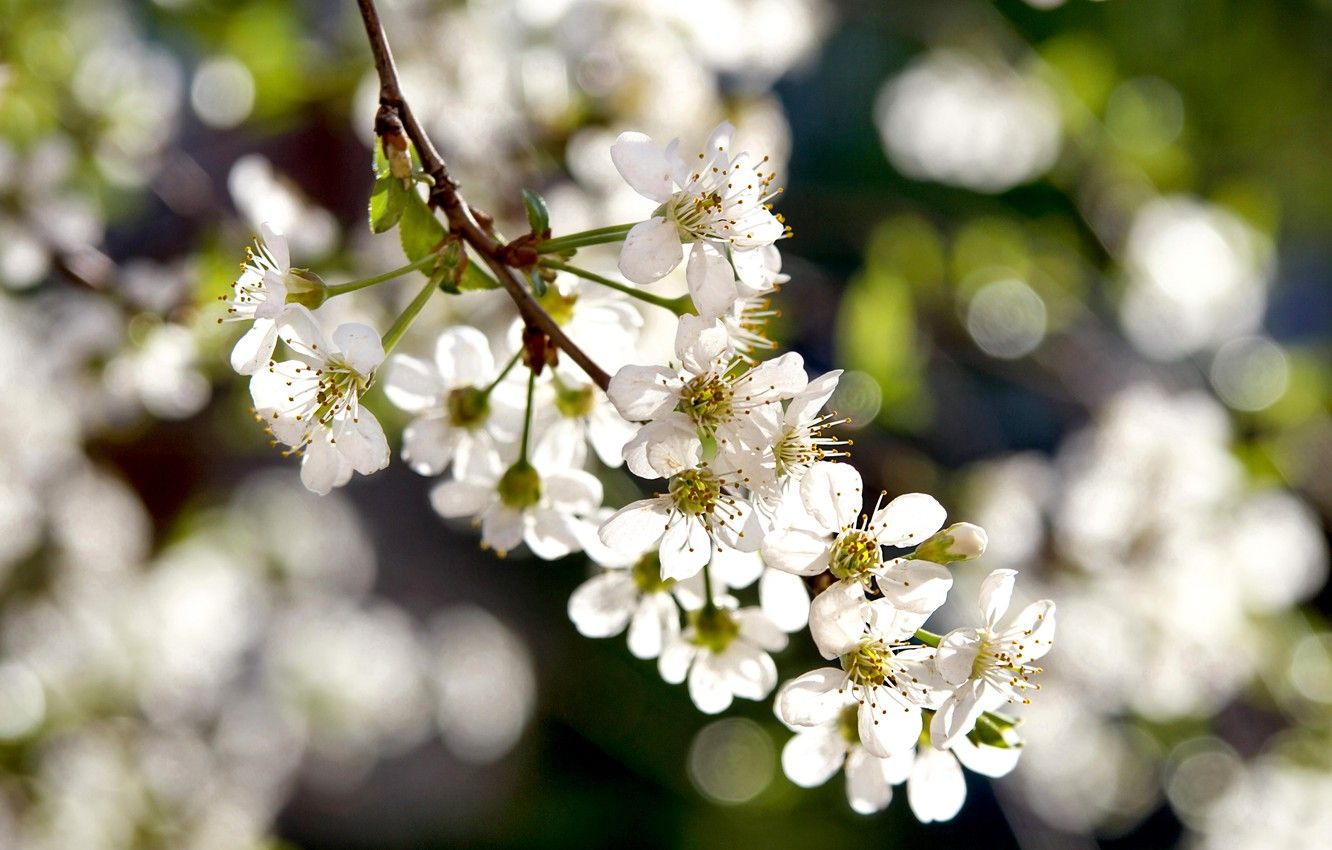 Wallpaper spring, flowering, white flowers image for desktop, section природа