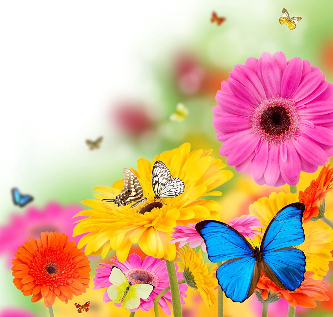 image Insects Butterflies gerbera Flowers animal
