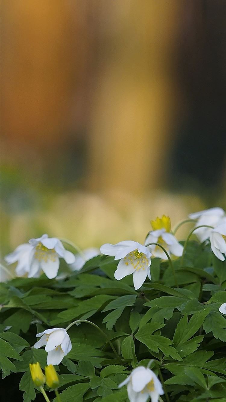 White flowers anemone spring 1125x2436 wallpaper b. iPhone 8 Wallpaper Free Download