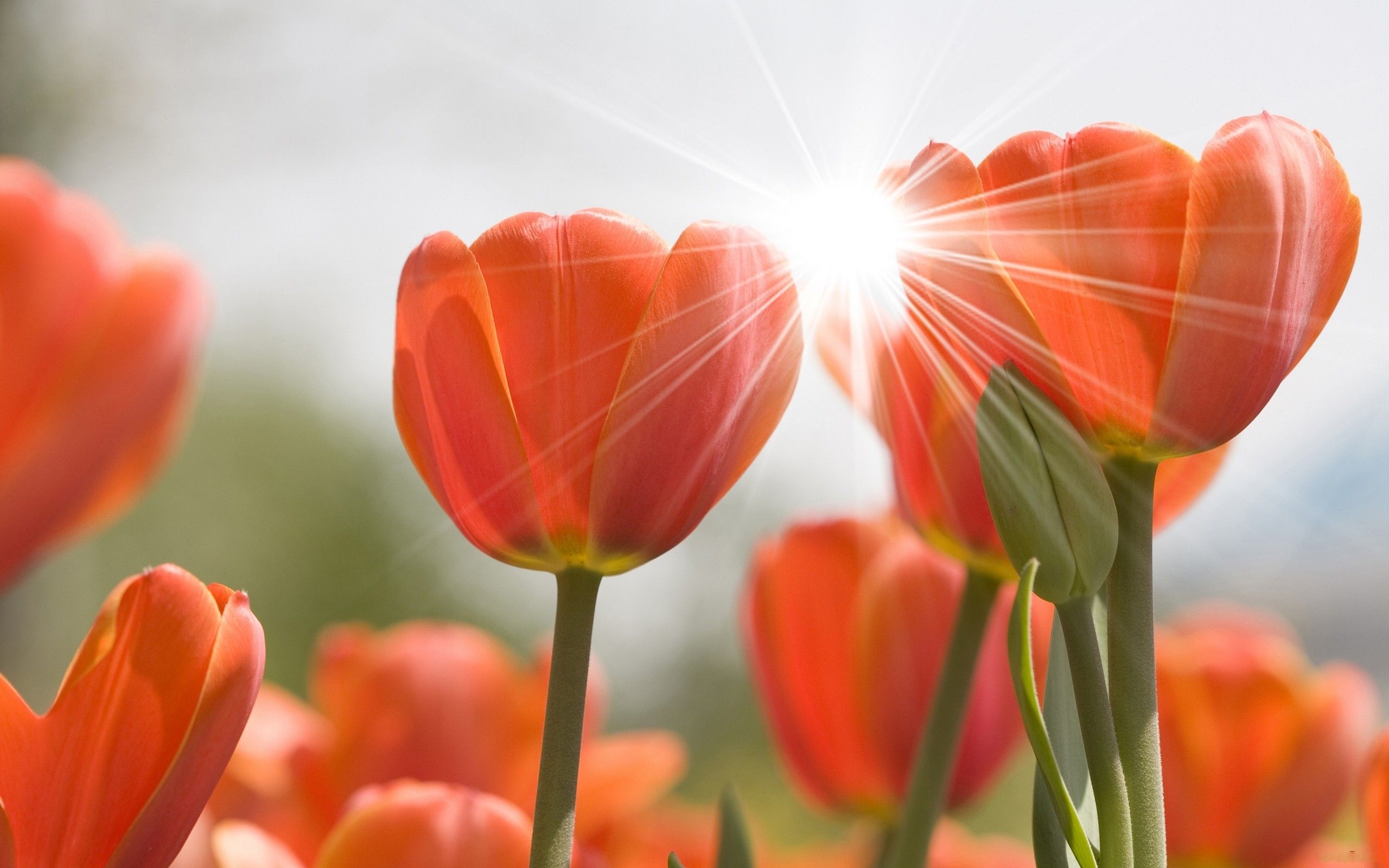 Free download Tulips in the spring sunshine wallpaper and image wallpaper [2560x1600] for your Desktop, Mobile & Tablet. Explore Spring Tulips Wallpaper. Tulip Flower Wallpaper, Free Tulip Wallpaper