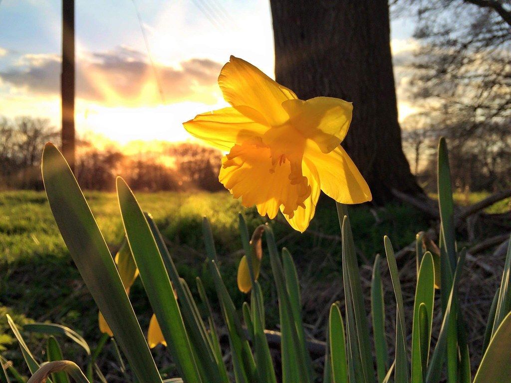Hello Spring #daffodil #sun #sunshine #sunset #spring #bea