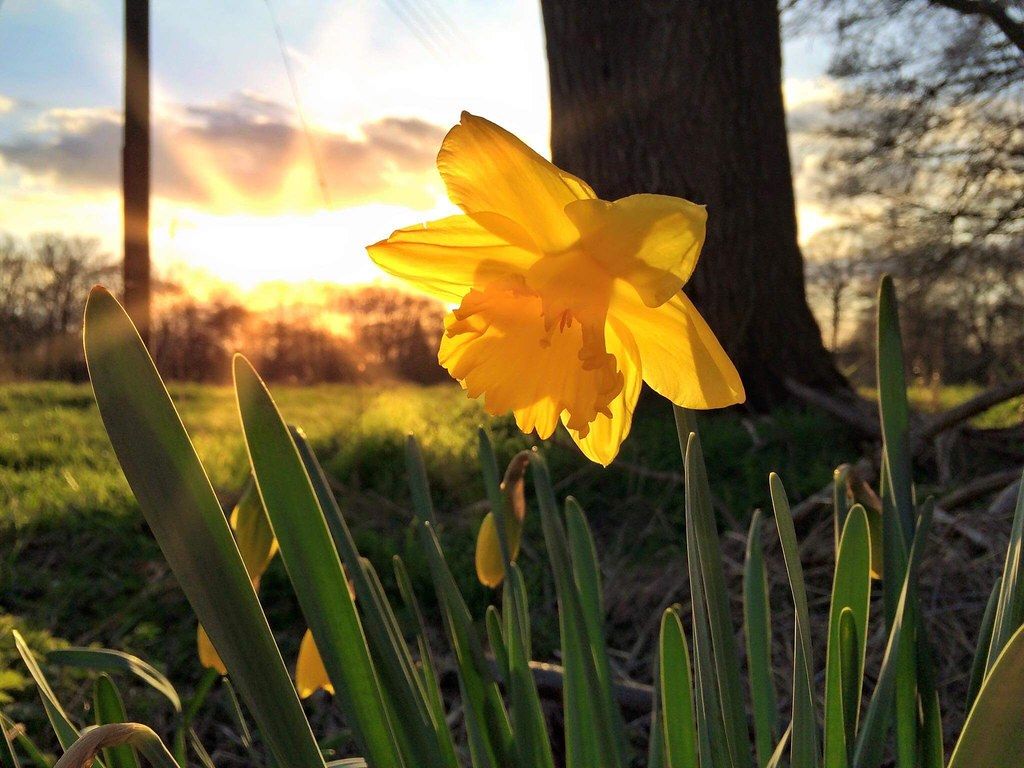 Spring sun фото