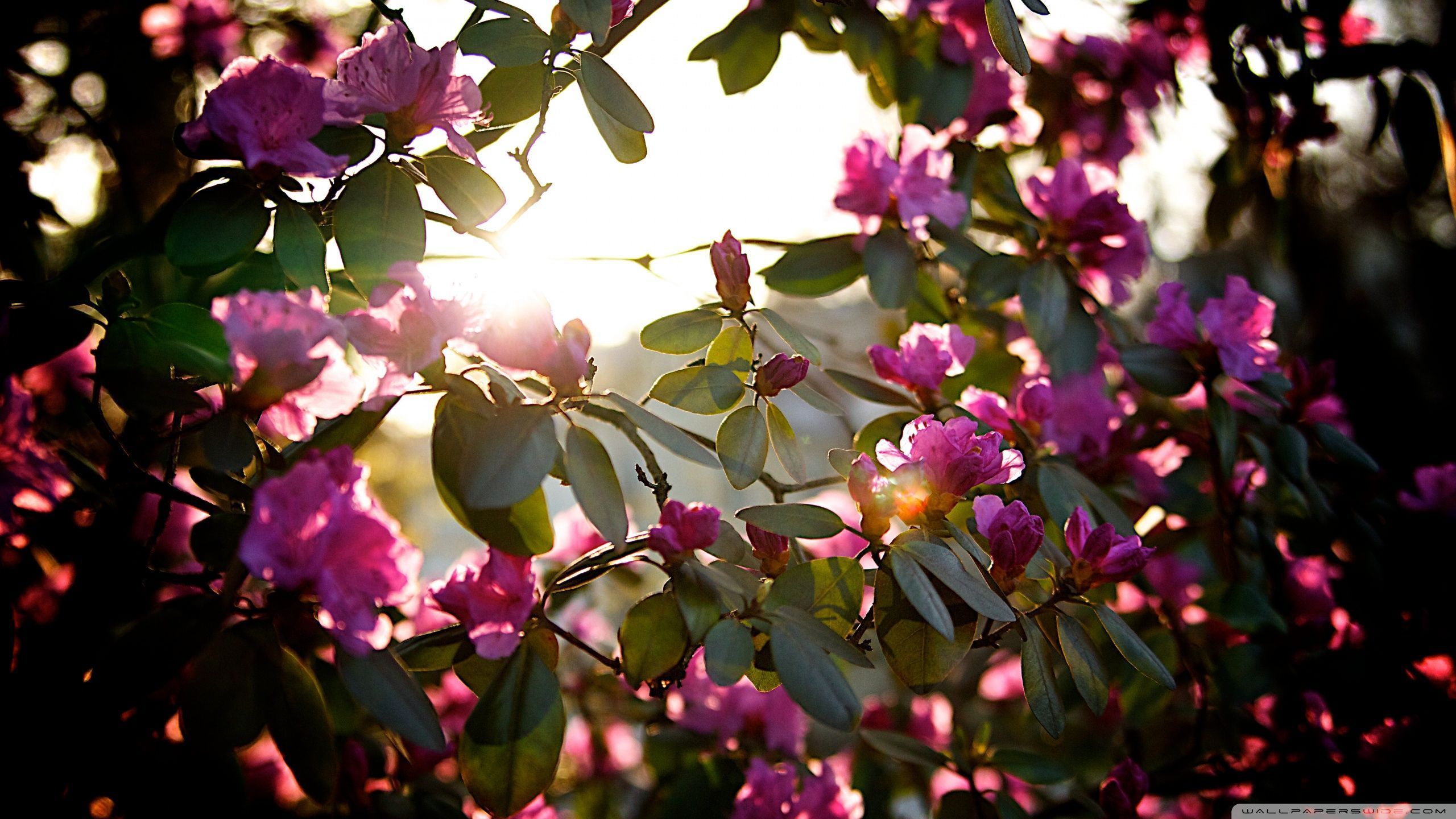 Spring sun фото