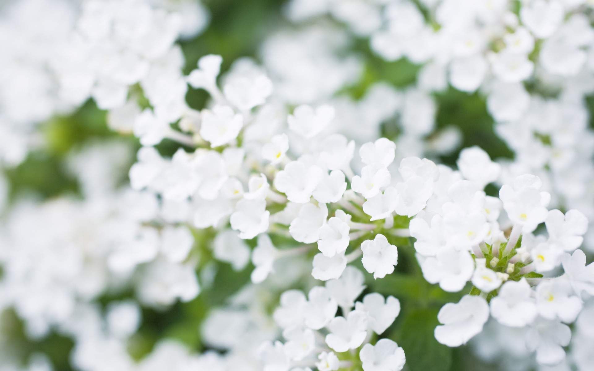 White Flowers Free Download