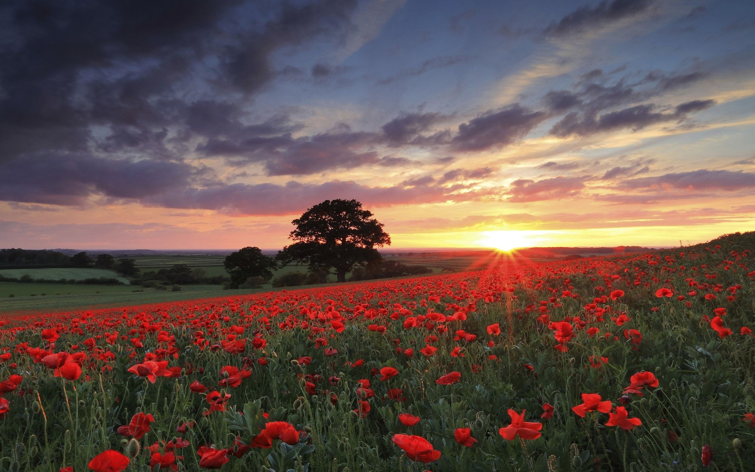 nature landscape photography flowers poppies sunset spring field trees red green sky wallpaper
