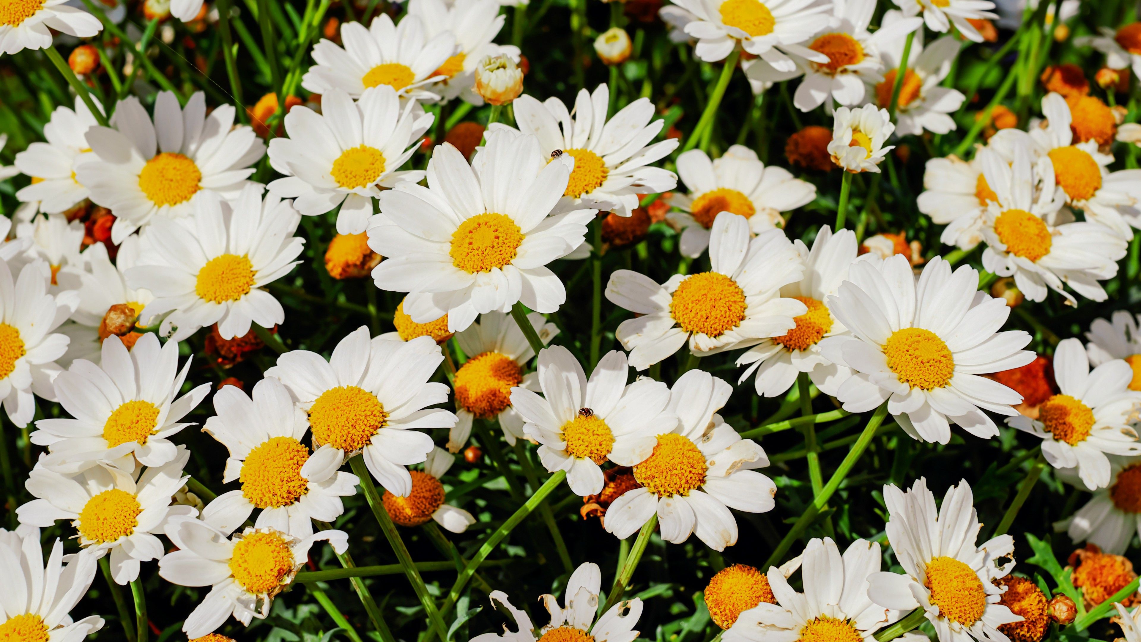 Daisies 4K Wallpaper, White flowers, Bloom, Spring, Garden, Floral, Beautiful, 5K, Flowers