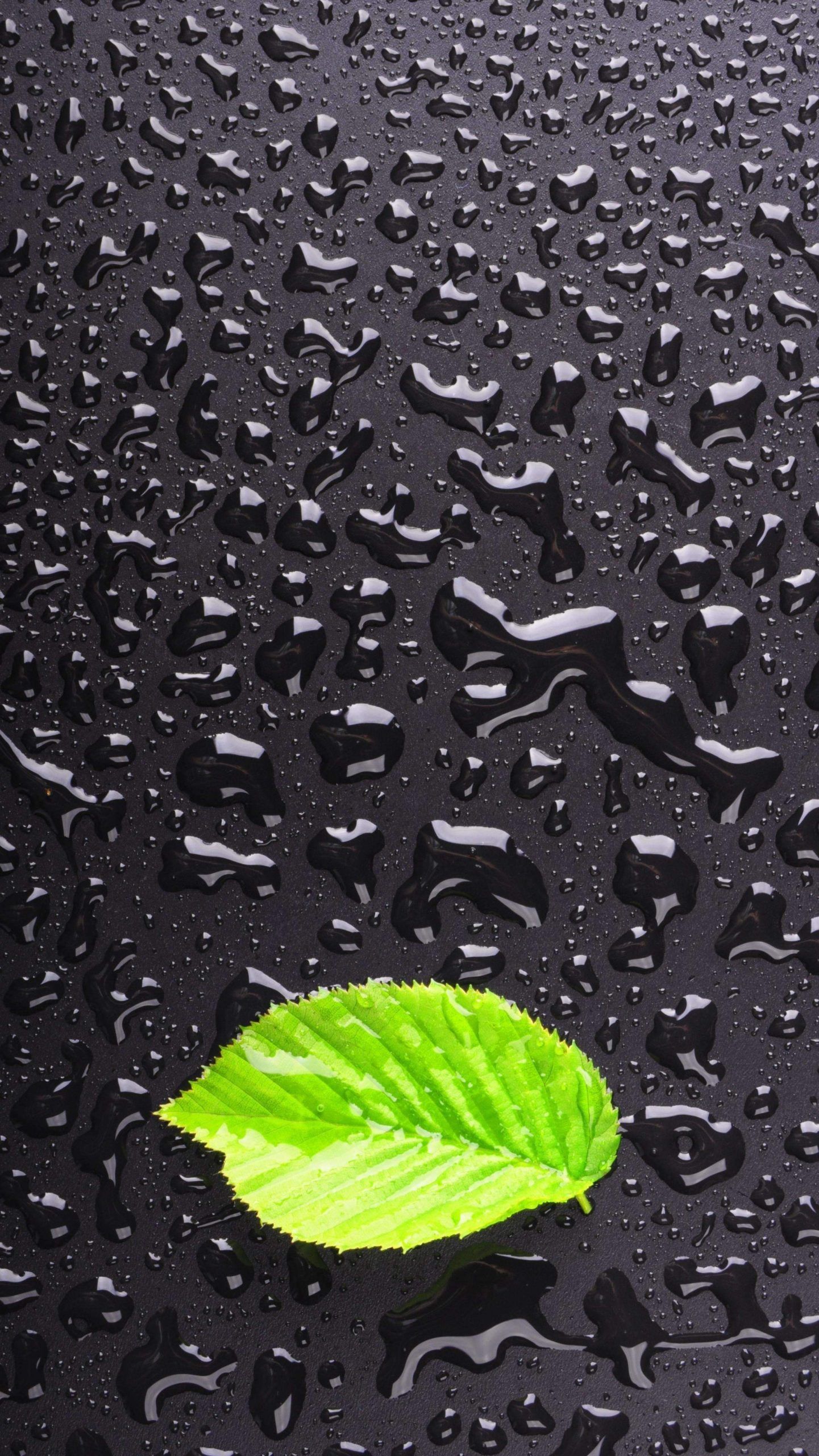 Green Leaf on Water Drops iPhone 12 Pro Max Wallpaper