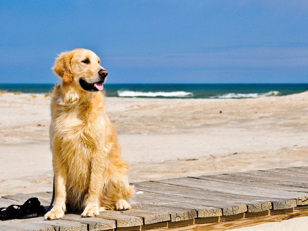 Golden Dogs Wallpaper Free Golden Dogs Background