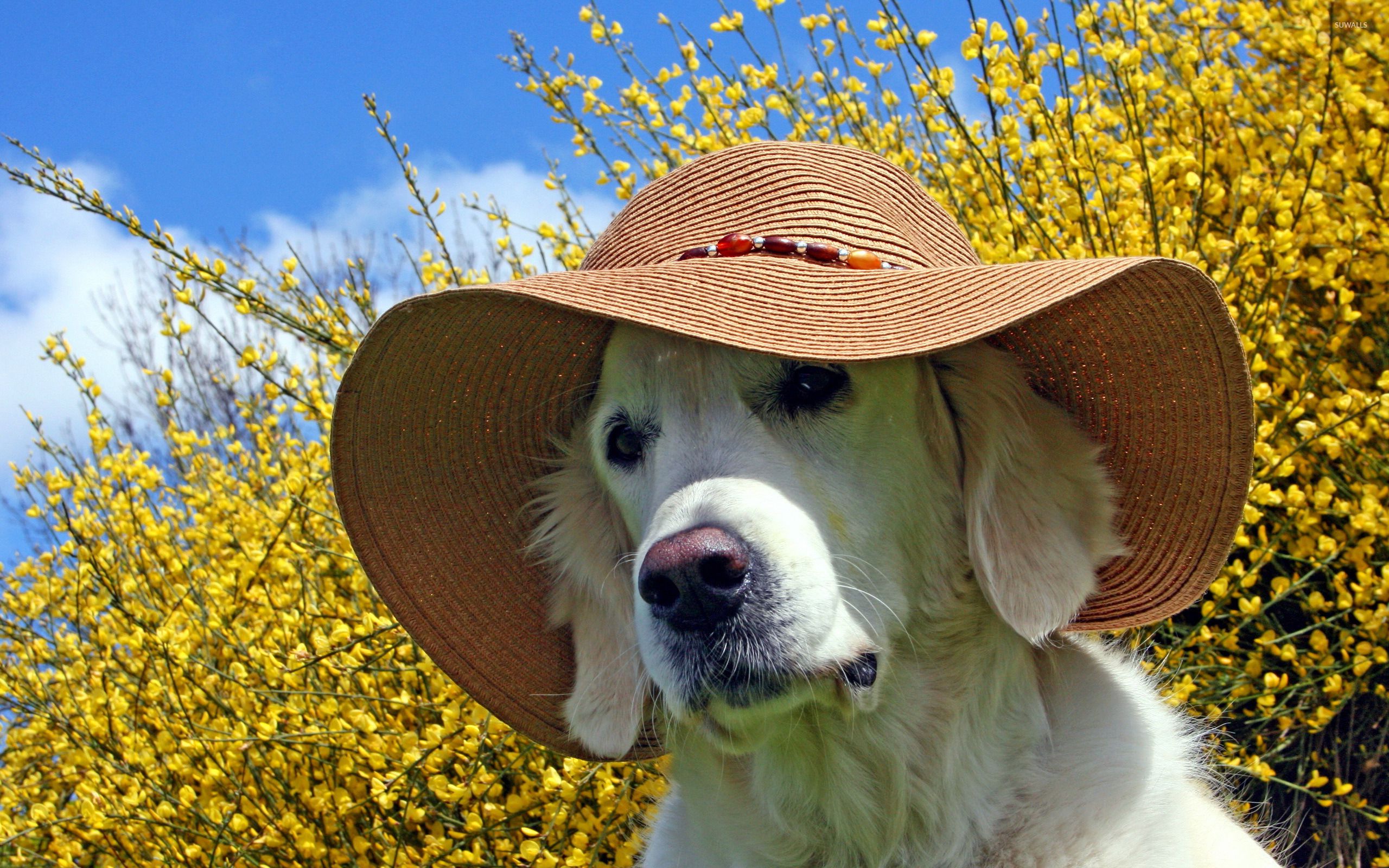 Golden Retriever with a summer hat wallpaper wallpaper