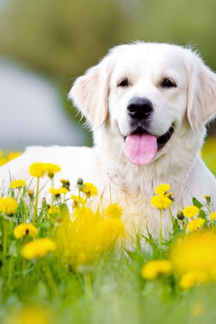 Golden retriever dog outdoors in summer #goldenretriever. Golden retriever, Dogs golden retriever, Retriever