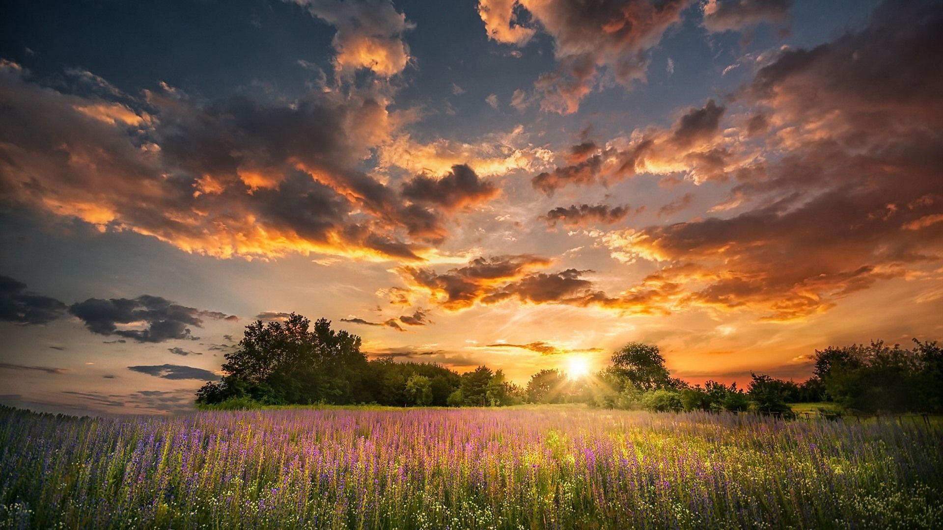 Wallpaper Summer, flowers, sunset, clouds, nature 1920x1200 HD Picture, Image