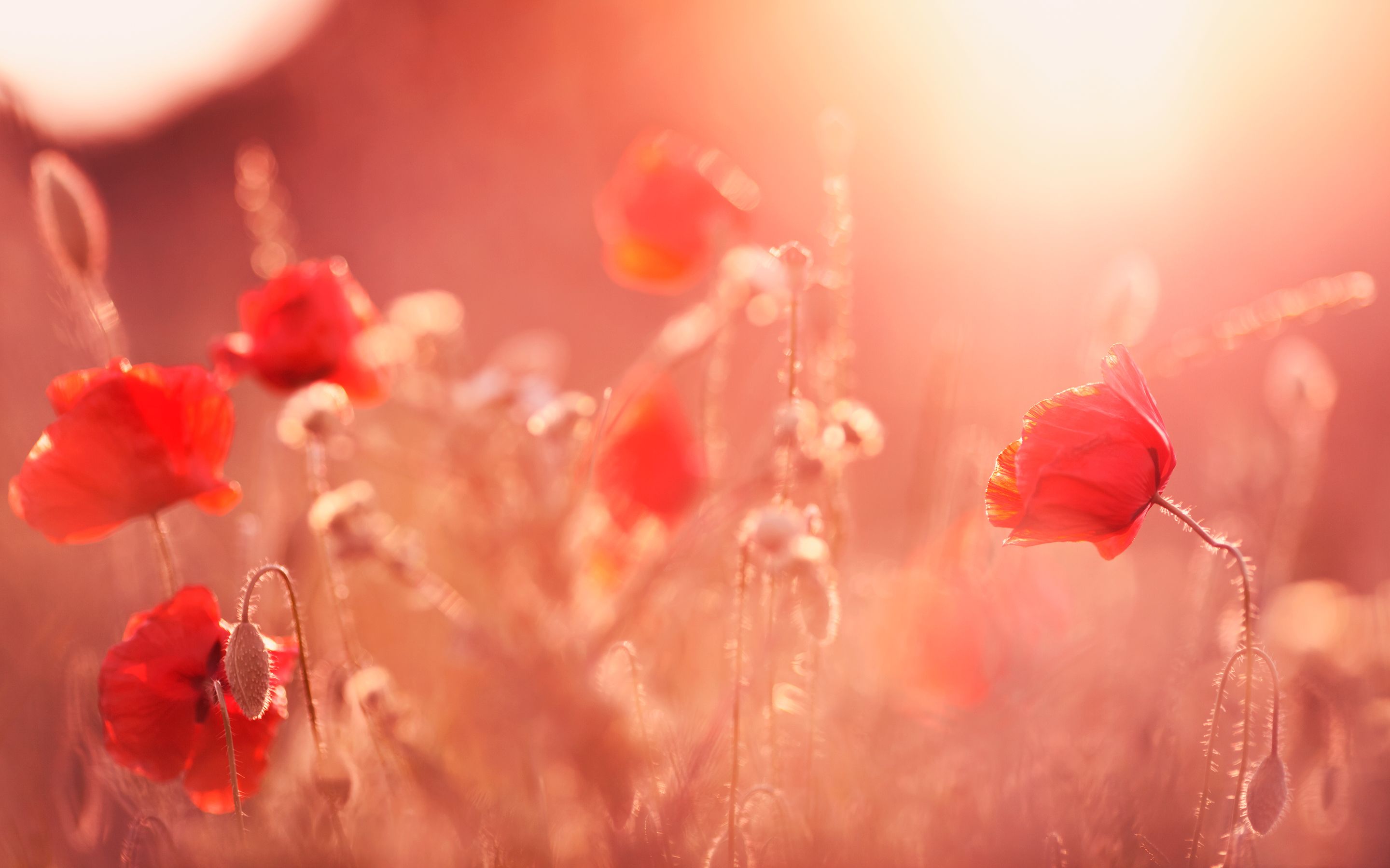 Wallpaper 4k Poppy Flowers Summer Light Droplets, Flowers, Light, Poppy, Summer