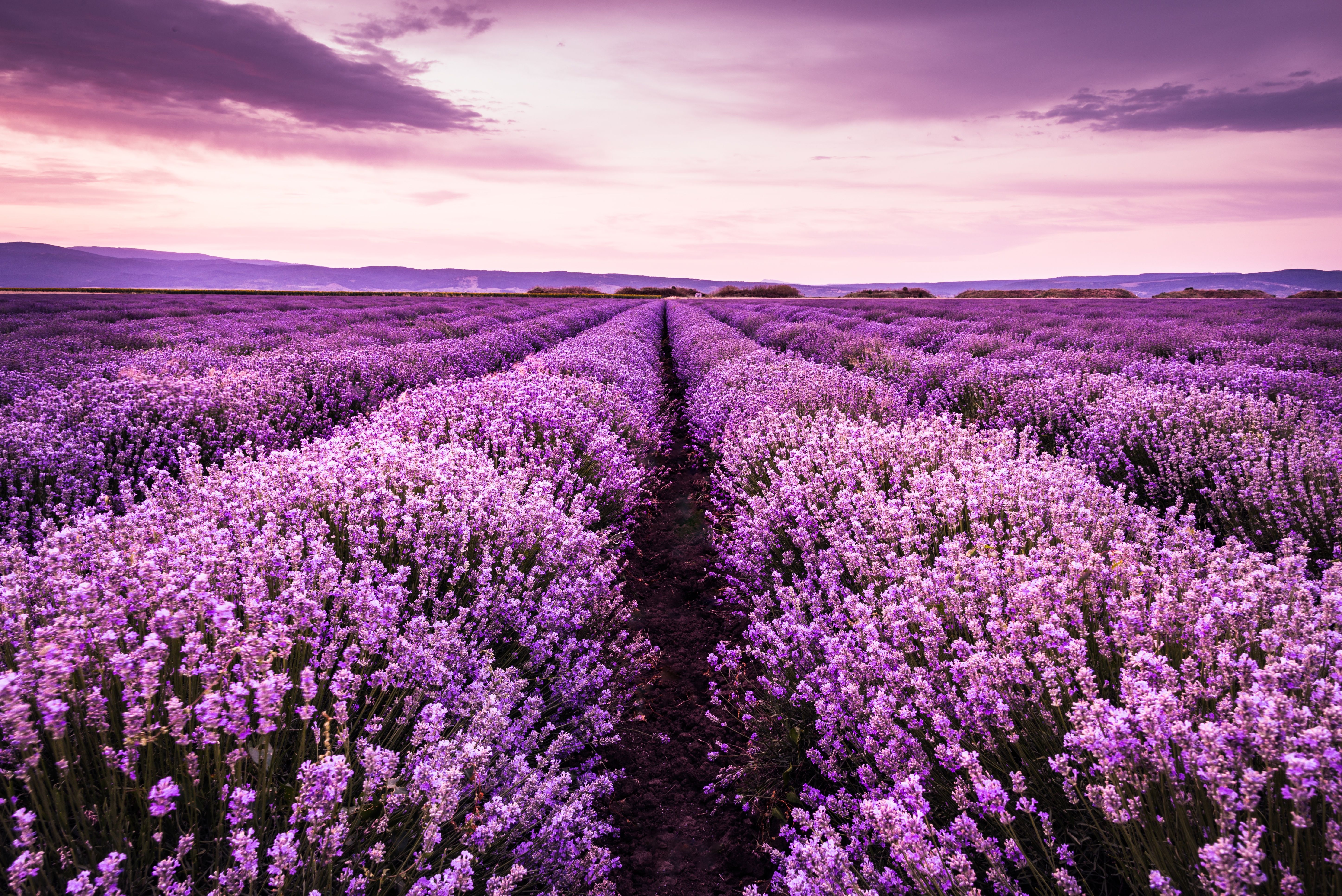 Field Flower Landscape Lavender Purple Flower Sky Summer Sunset Wallpaper:5788x3864