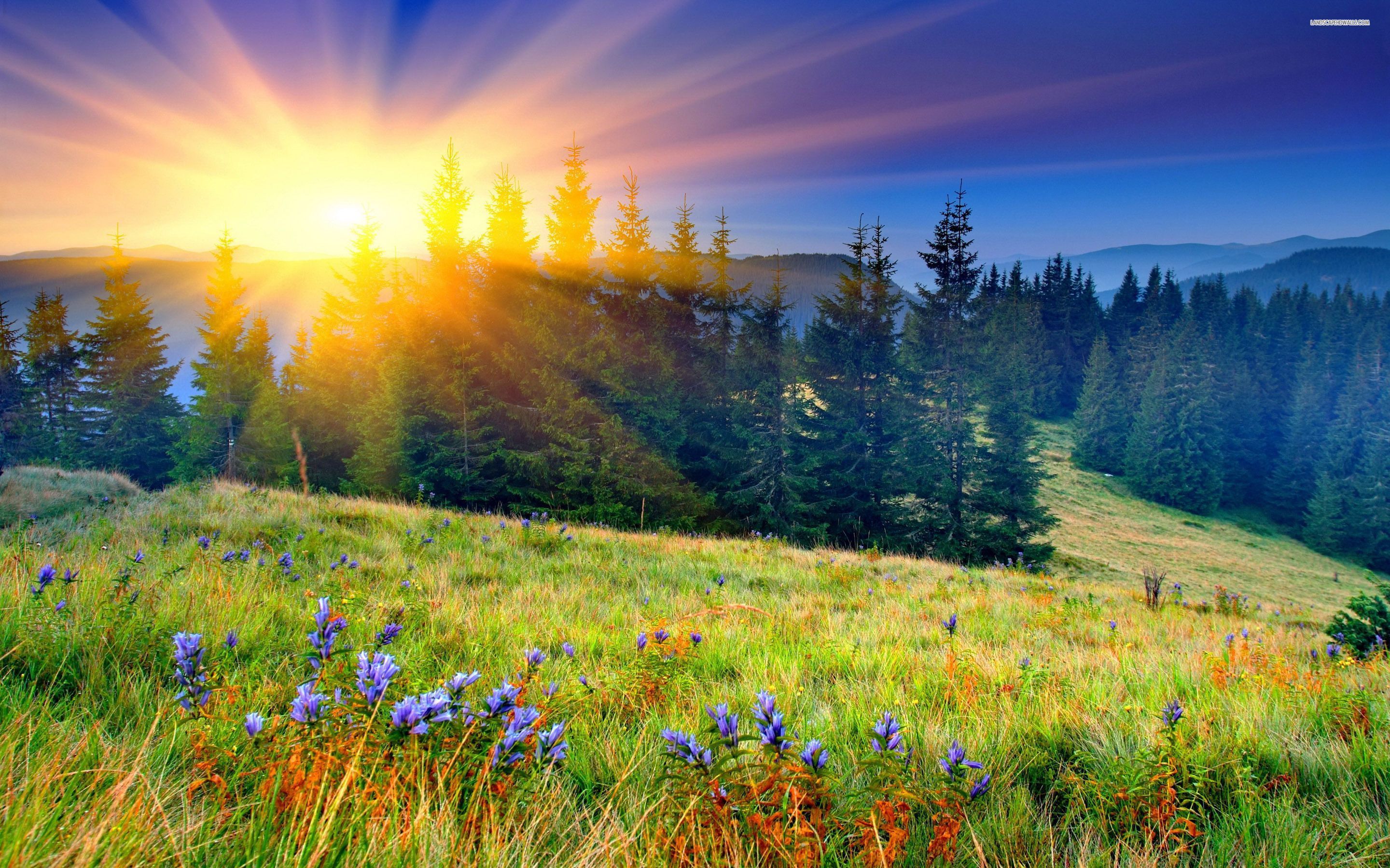 Spring Sunrise Wallpaper