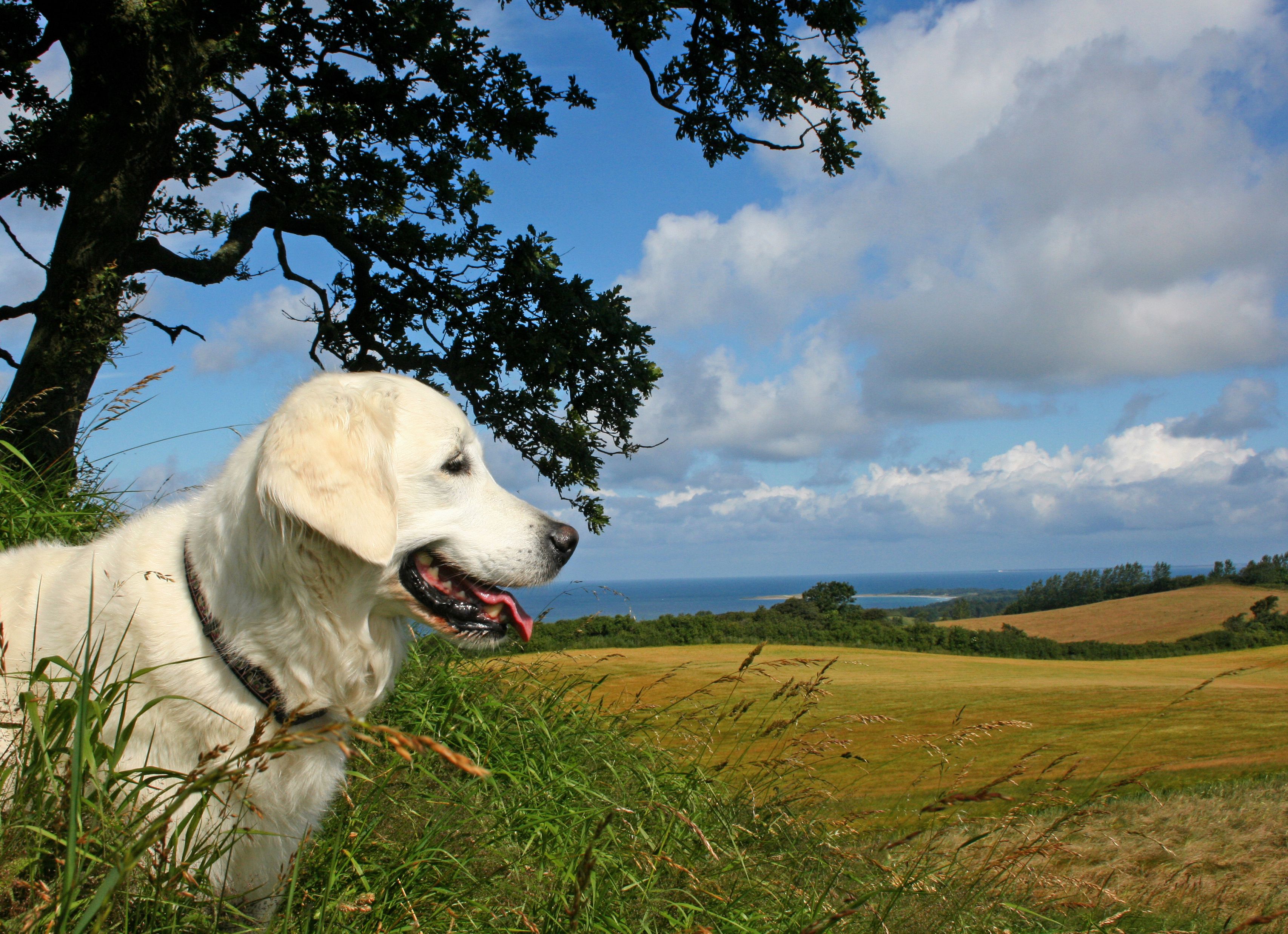 Wallpaper, summer, goldenretriever, Denmark 3412x2475