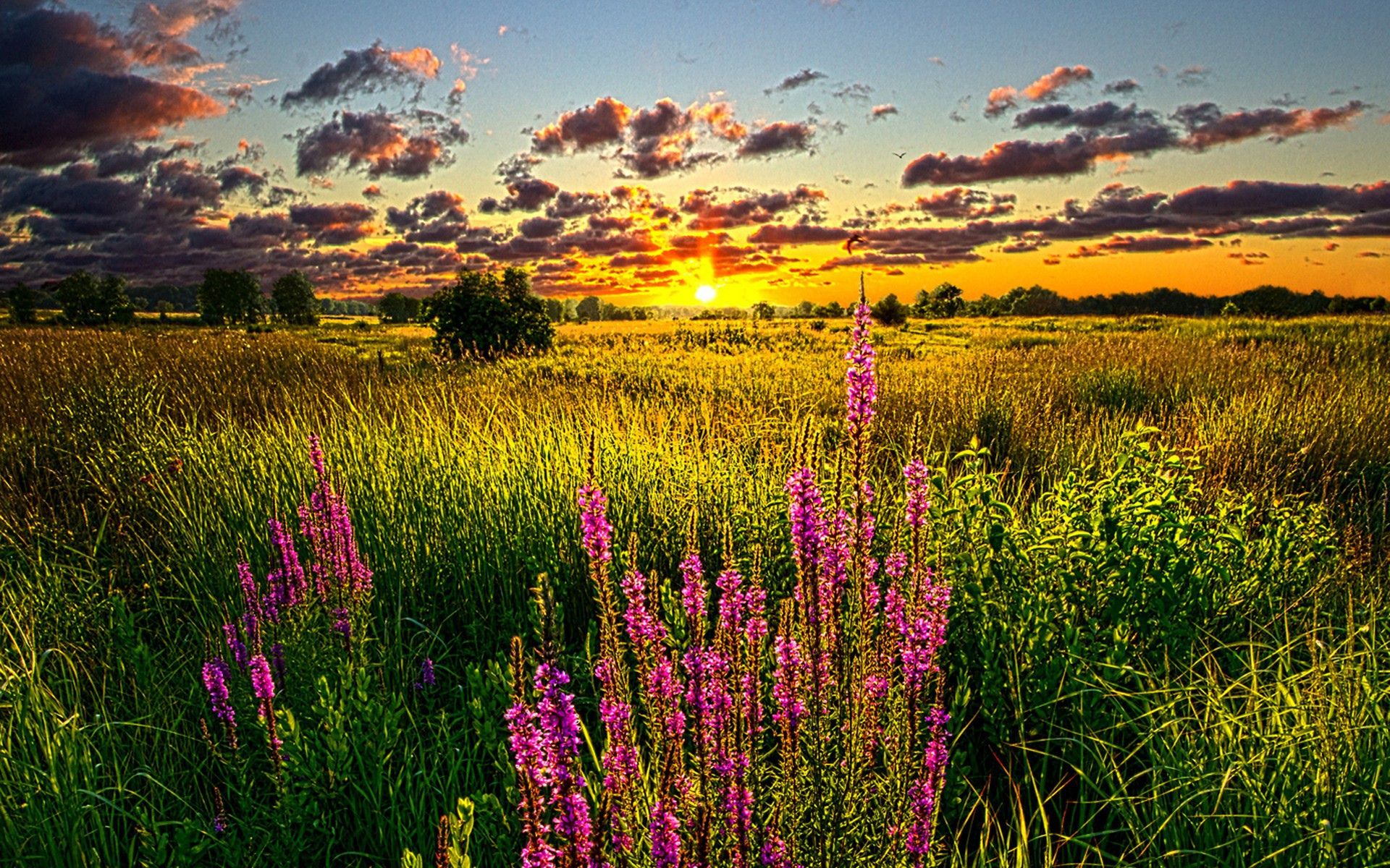 Summer Flowers Sunset