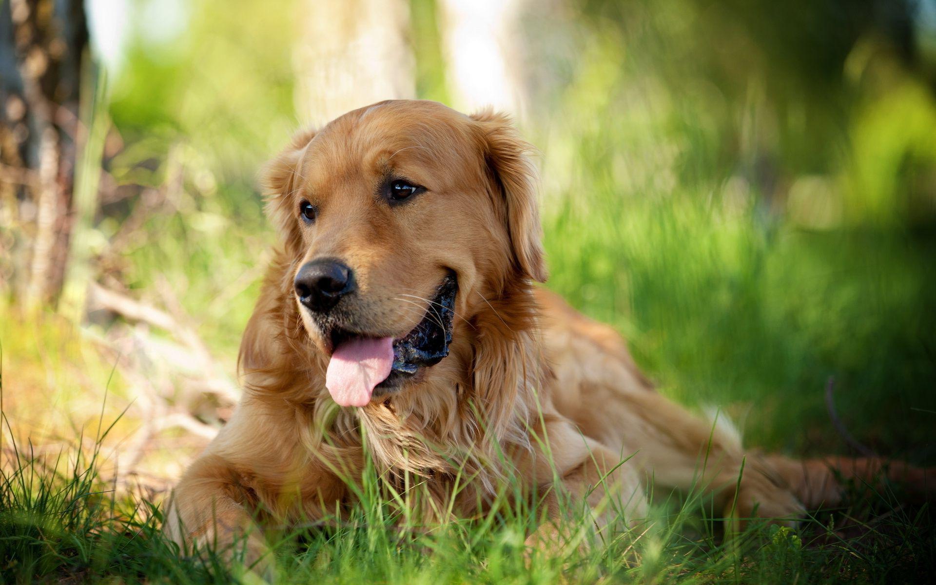 Summer Golden Retrievers Wallpapers - Wallpaper Cave