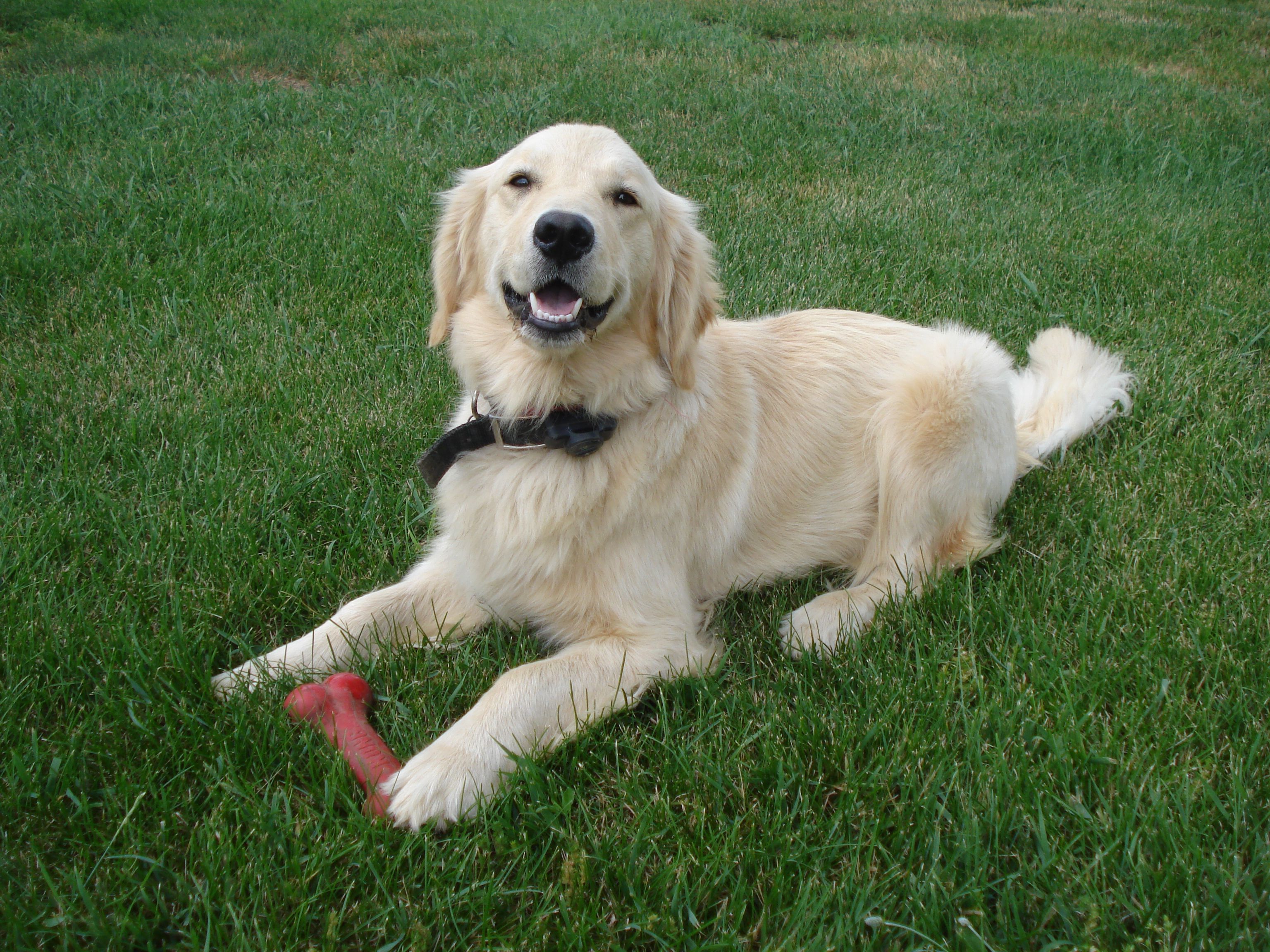 Summer Golden Retrievers Wallpapers - Wallpaper Cave