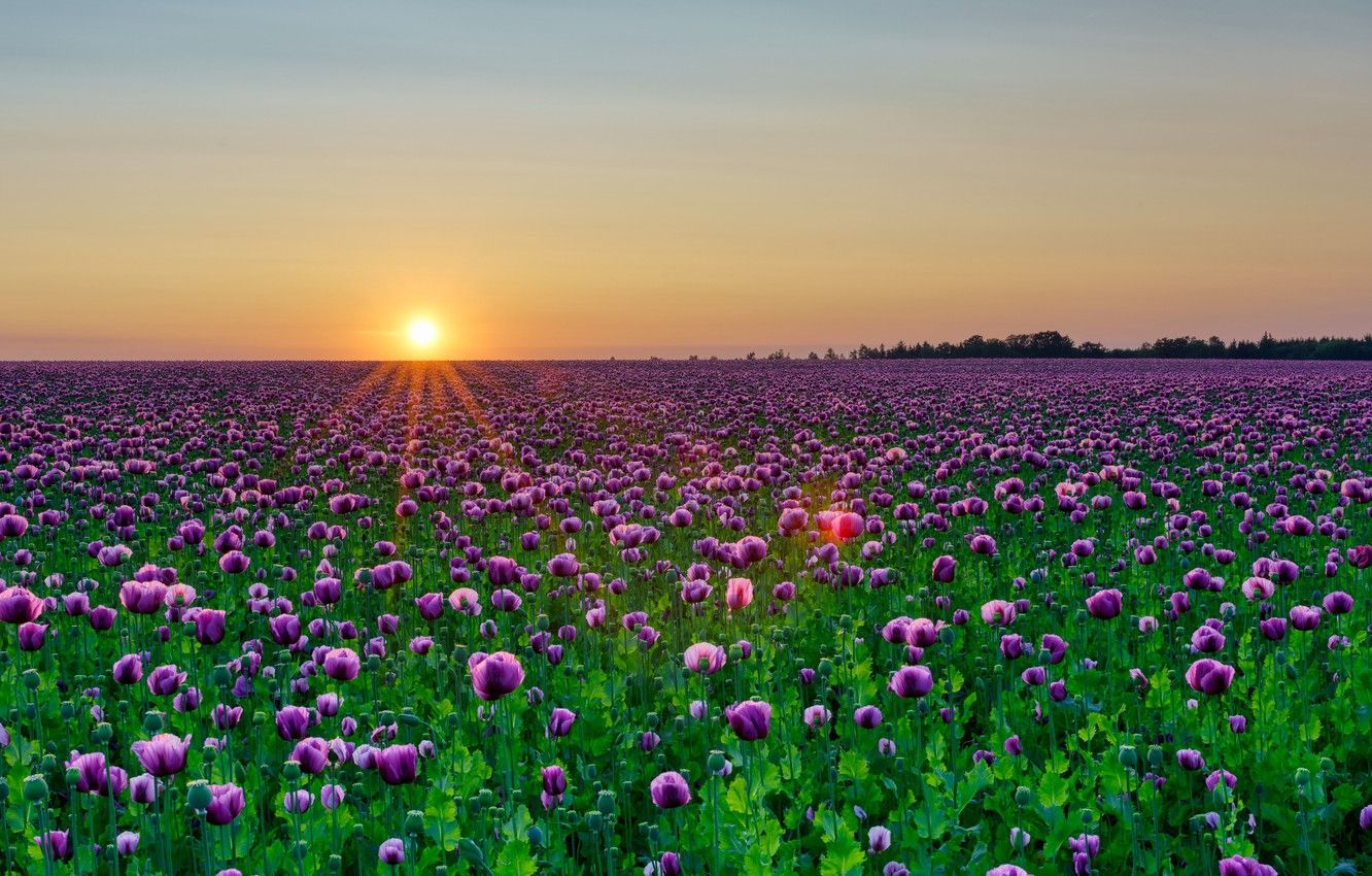 Wallpaper field, summer, the sun, rays, sunset, flowers, dawn, Maki, the evening, morning, meadow, a lot, lilac, poppy field image for desktop, section пейзажи