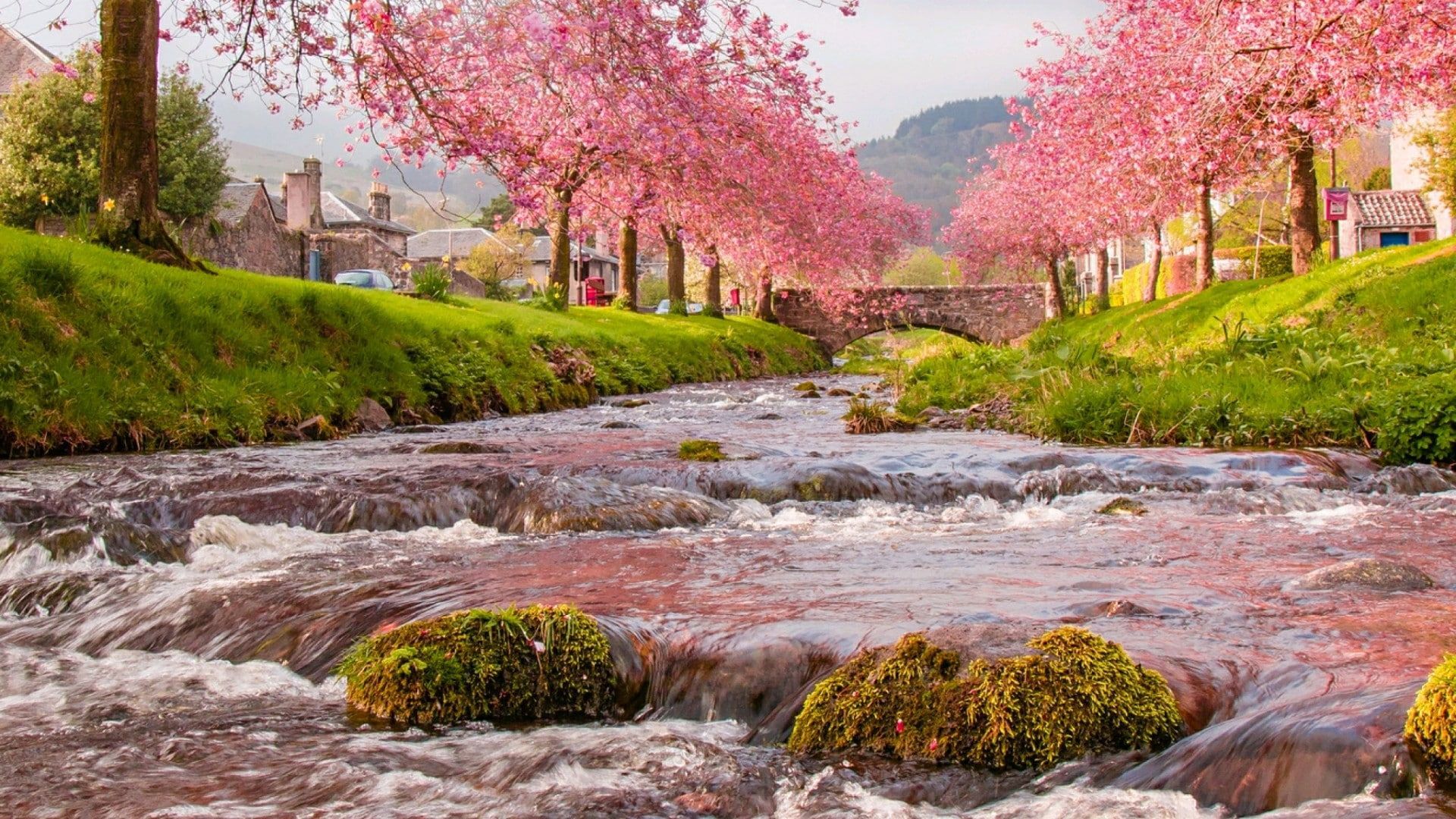 nature #water #sakura #vegetation #river #bank #stream cherry blossom #tree #spring #landscape sakura blossom. Spring desktop wallpaper, Vegetation, Nature water