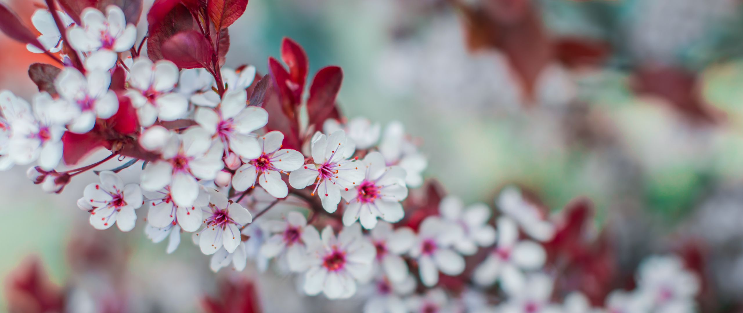 Download wallpaper 2560x1080 flowers, bloom, branch, spring dual wide 1080p HD background