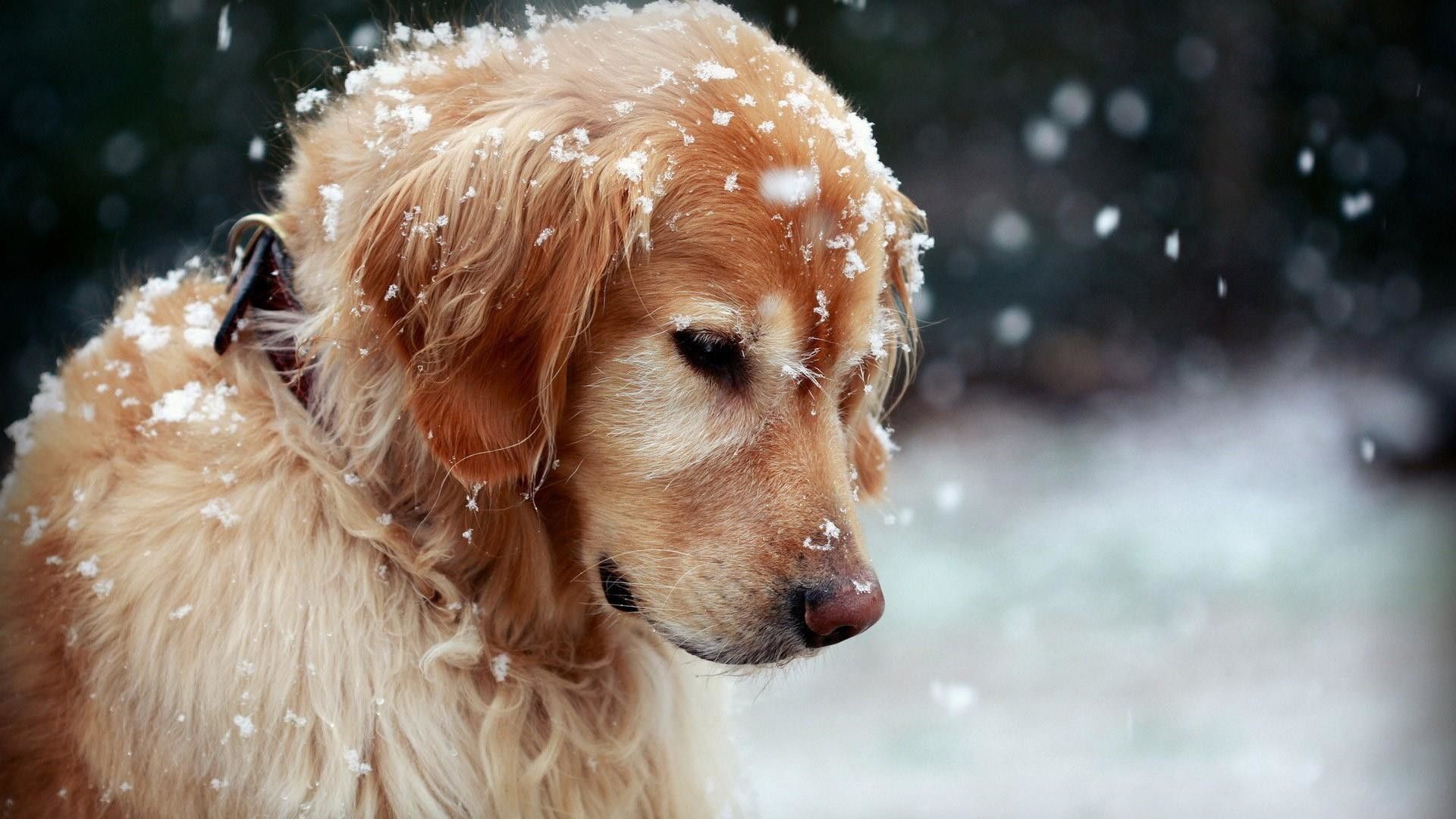 Laptop HD Golden Retriever Wallpaper