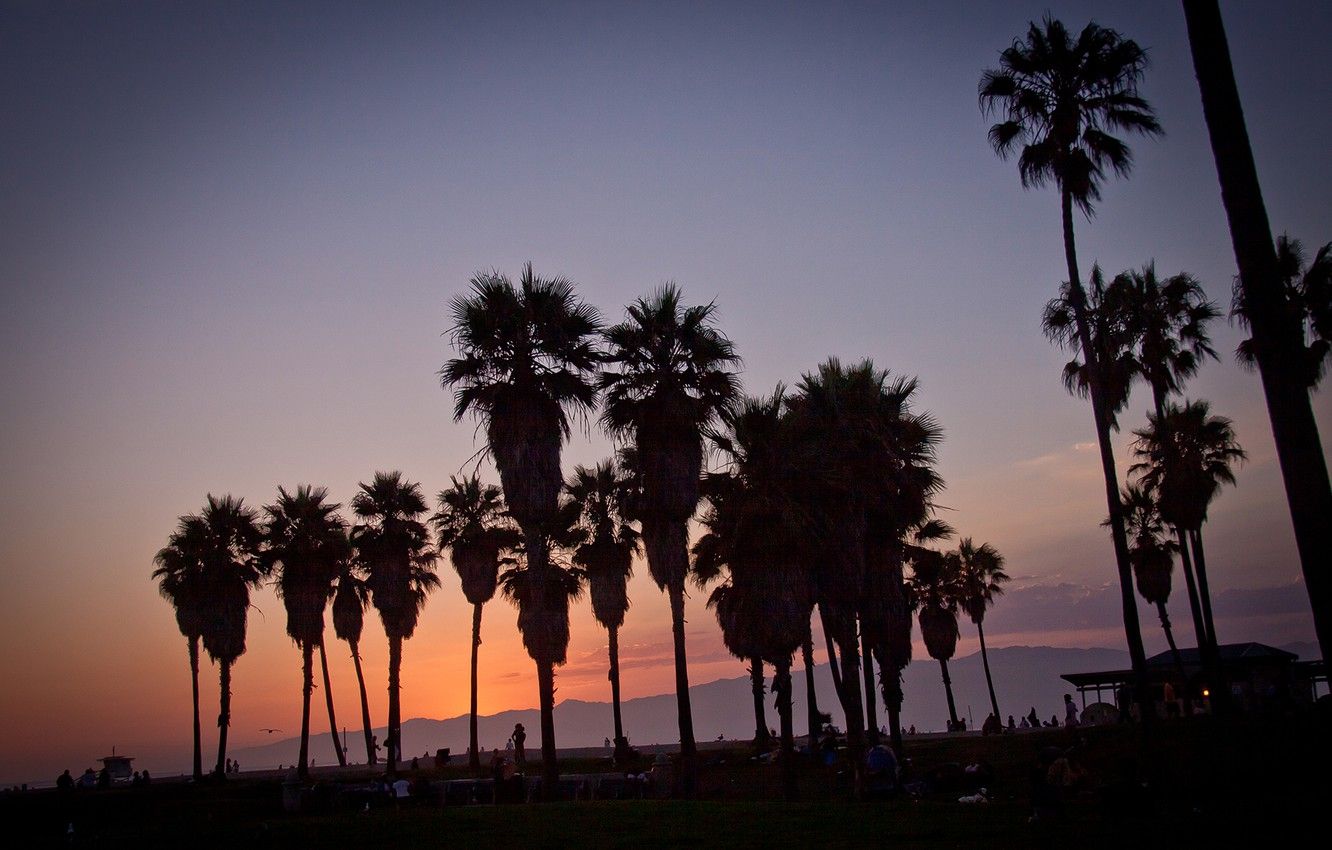 Wallpaper summer, california, sunset, usa, los angeles, palm, vennice beach image for desktop, section ситуации