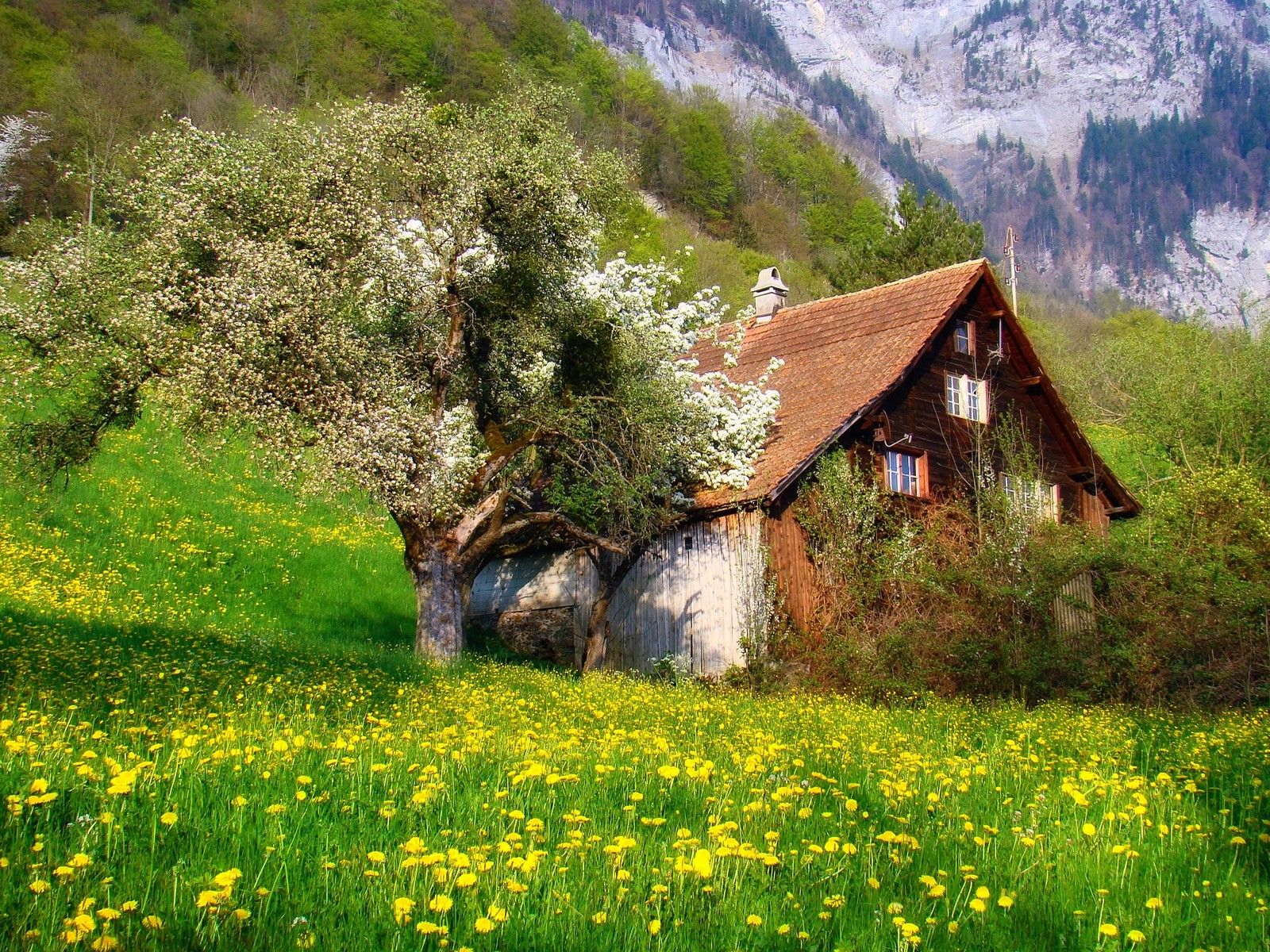Photography Nature Landscape Cottage Flowers Spring Mountains Trees Shrubs Swiss Alps Wallpaper:1600x1200