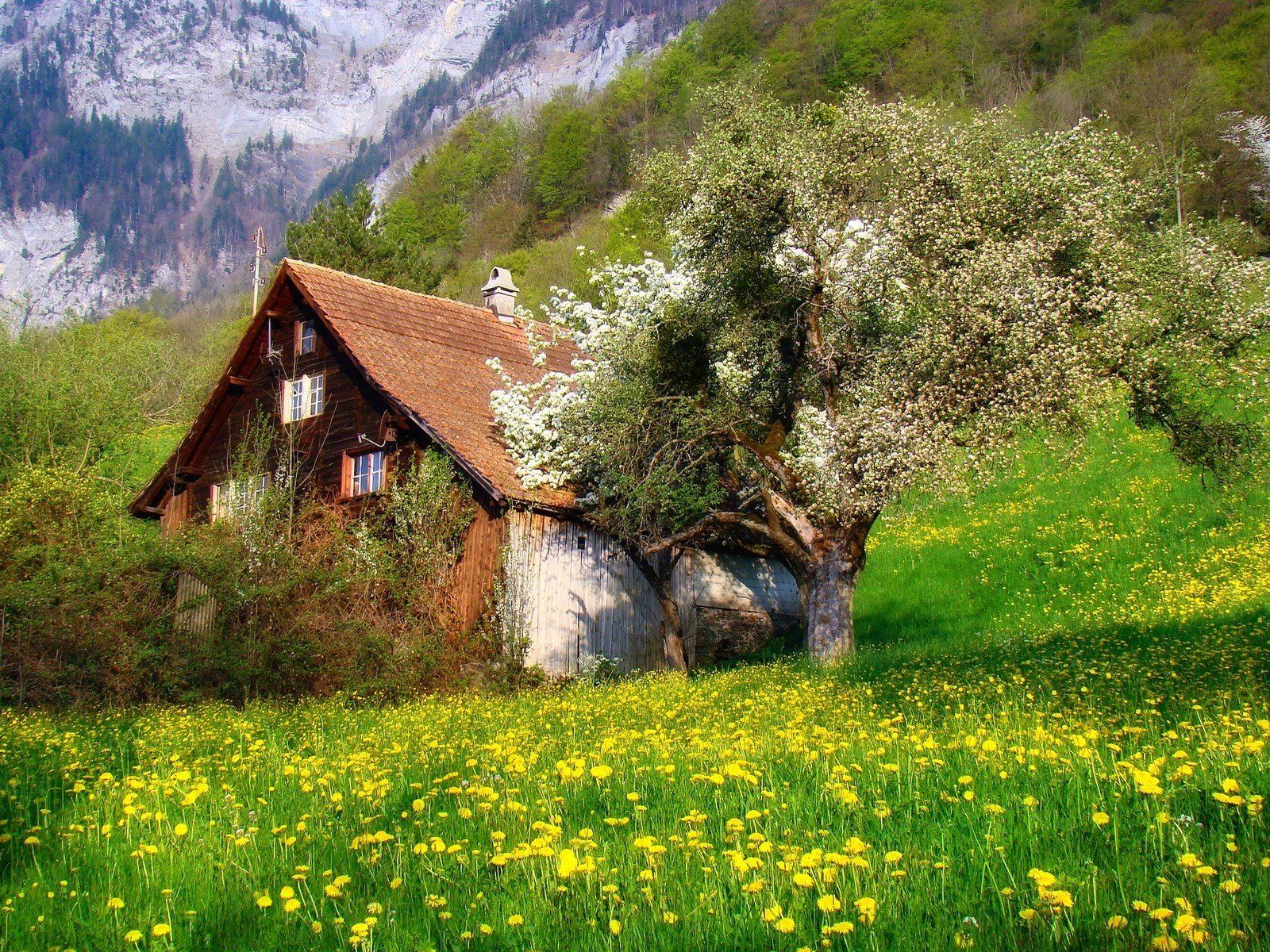 cottage, Flowers, Landscape, Mountains, Nature, Photography, Shrubs, Spring, Swiss, Alps, Trees Wallpaper HD / Desktop and Mobile Background