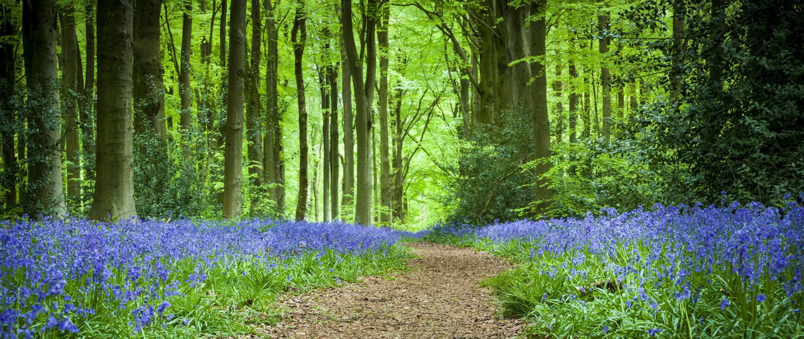 Download wallpaper 2560x1080 forest, path, flowers, spring dual wide 1080p HD background