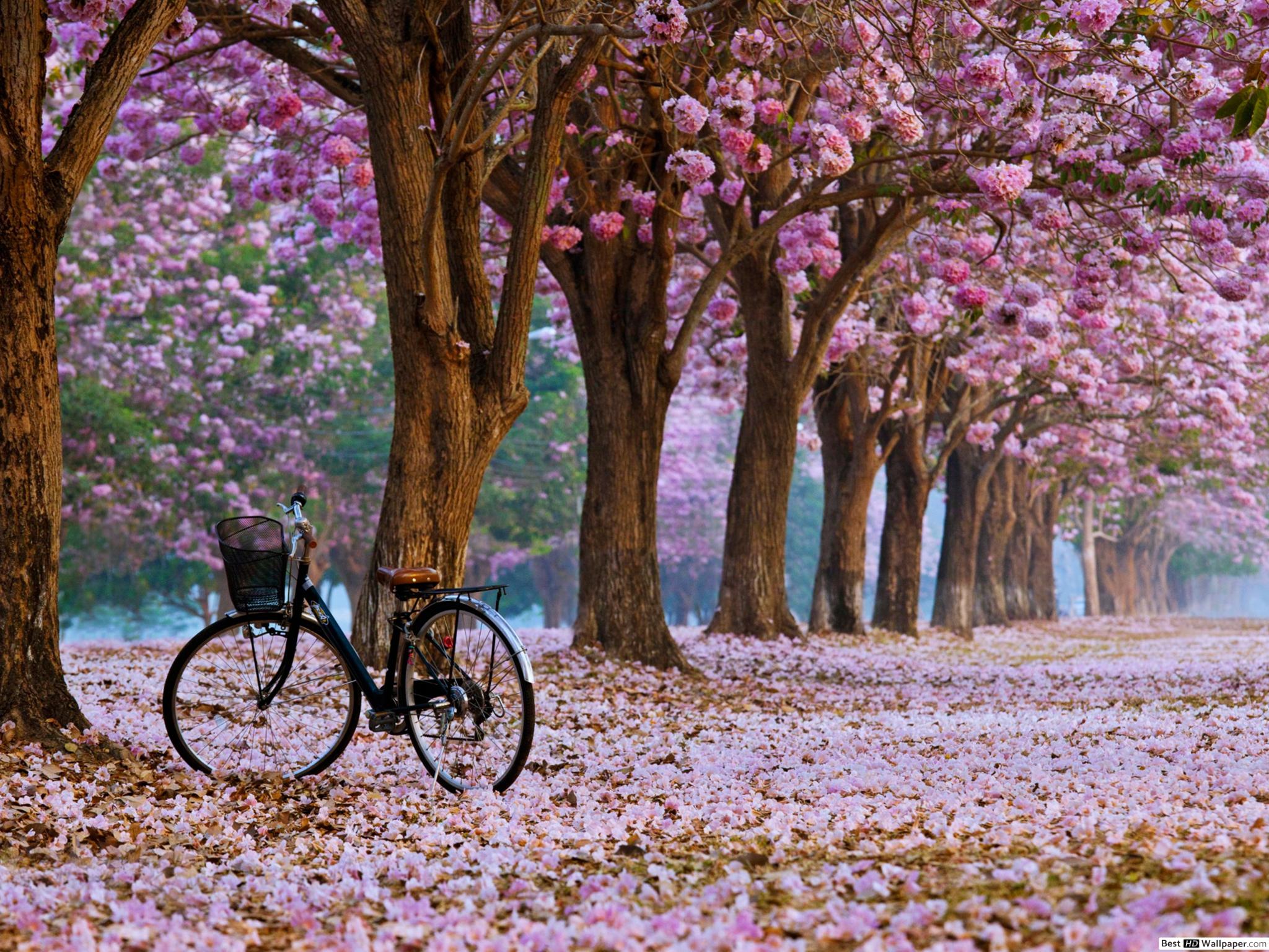 Spring blossoms landscape HD wallpaper download